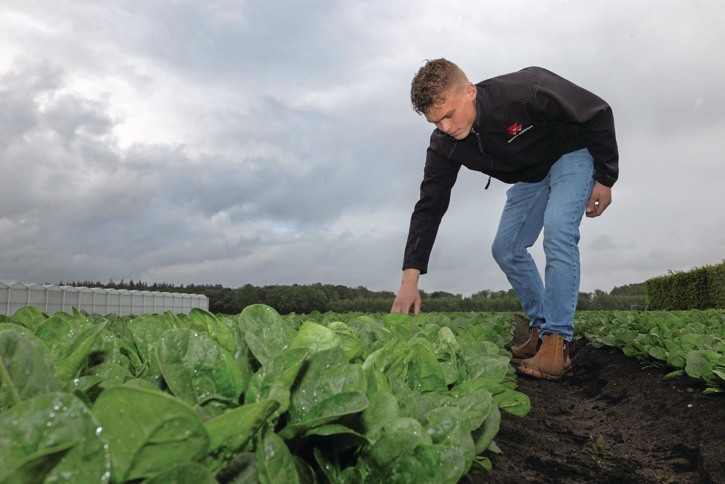 Een perceel spinazie met op de achtergrond overdekte aardbeienteelt in stellingen.
