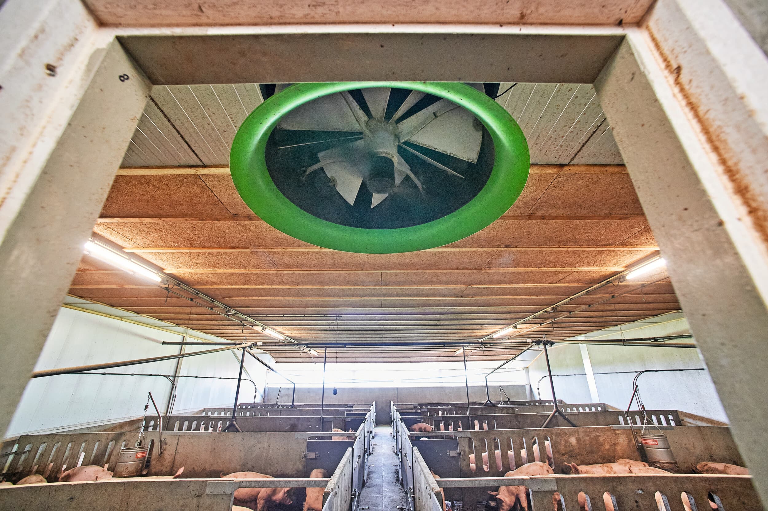 Ventilatie heeft grote invloed op geurpieken. Door ventilatie beter af te stemmen op weersomstandigheden, activiteiten in de stal, temperatuur en luchtvochtigheid kan overlast worden beperkt. Foto: Van Assendelft Fotografie