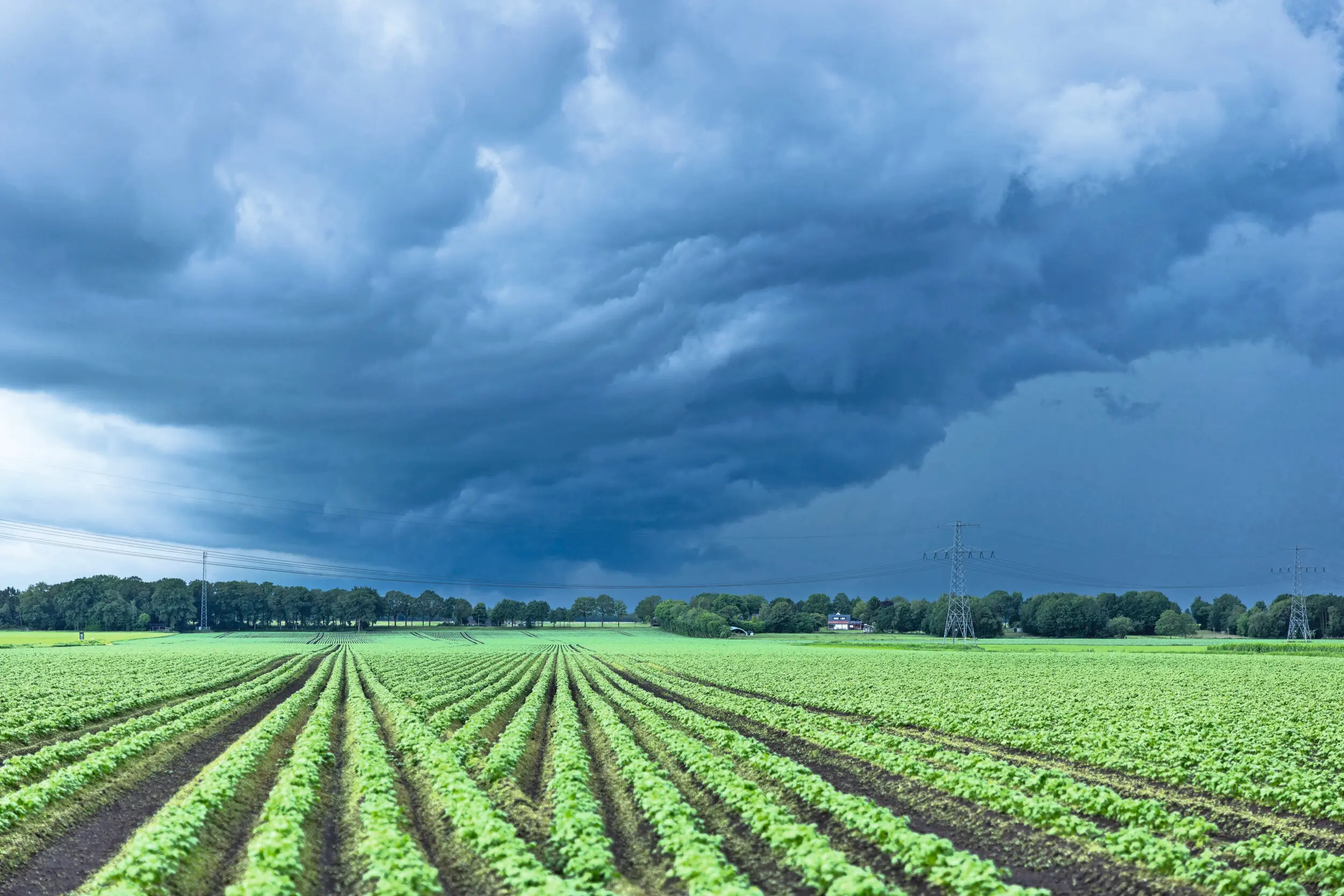 Donkere wolken hangen er op 5 juni boven de aardappelpercelen van Richard Scheeve in Nieuw-Weerdinge (Dr.). Typisch beeld van de natte periode in mei en juni na een droge aprilmaand. Het is maar net waar de buien langstrokken hoeveel last telers hadden van de nattigheid. Op sommige plekken in het Noorden hadden telers een tekort aan regen, op andere plekken zijn gewassen verzopen. Foto’s: Mark Pasveer