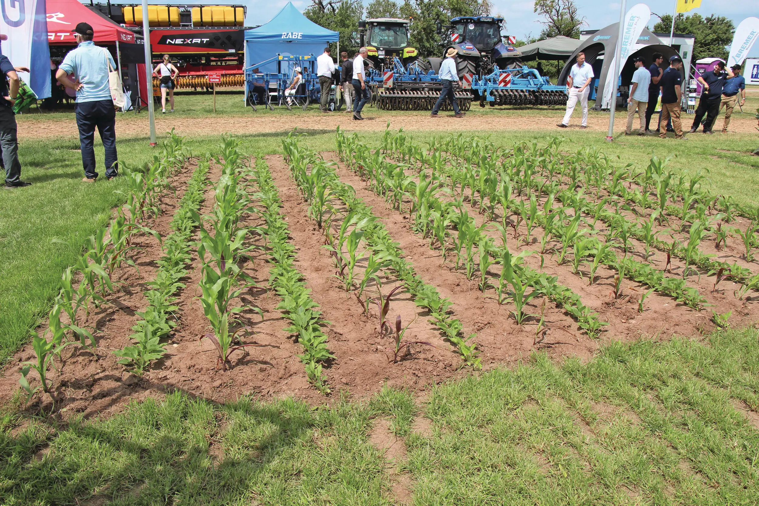Zoals het meerjarige Silphie (zonnekroon) in companion cropping met snijmais. In dit geval specifiek gericht op biogasproductie. Het vezelrijke gewas is ook geschikt voor (bio) technische toepassingen.