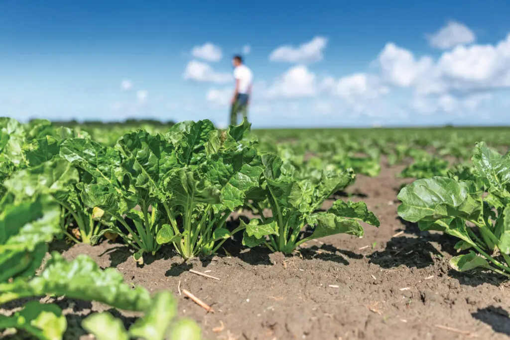 De suikerbieten van maatschap Van der Bos in Holwerd (Fr.) staan wat hol, mogelijk door droogte en vraat door emelten of ritnaalden. De zaaiuien kwamen door de kou eind april/begin mei ook laat op gang en lieten wat schade van de bonenvlieg zien. Anco van der Bos hoort dezelfde geluiden elders. “Als er overal wat schade is, hebben we straks een lager aanbod. Dat kan de prijs alleen maar ten goede komen.” Foto: Mark Pasveer