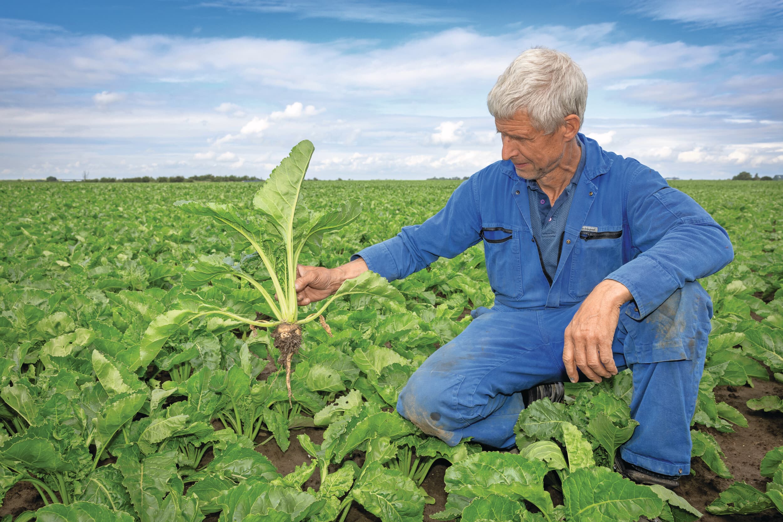 Rinus in ’t Anker trekt in Schore (Zuid-Beveland) een biet uit de grond. Die hebben op 12 juni het veld dicht en er zit al een mooie wortel onder. Er is ietwat tweewassigheid, maar niet van betekenis. Achteraf gezien was een week eerder zaaien beter geweest, meent de akkerbouwer, maar toen vonden hij en zijn zoon Willem die in de maatschap zit de grond nog net niet goed. De onkruidbestrijding liep perfect, het spuiten heeft goed gewerkt. De eerste luisbestrijding is net achter de rug. Foto: Peter Roek