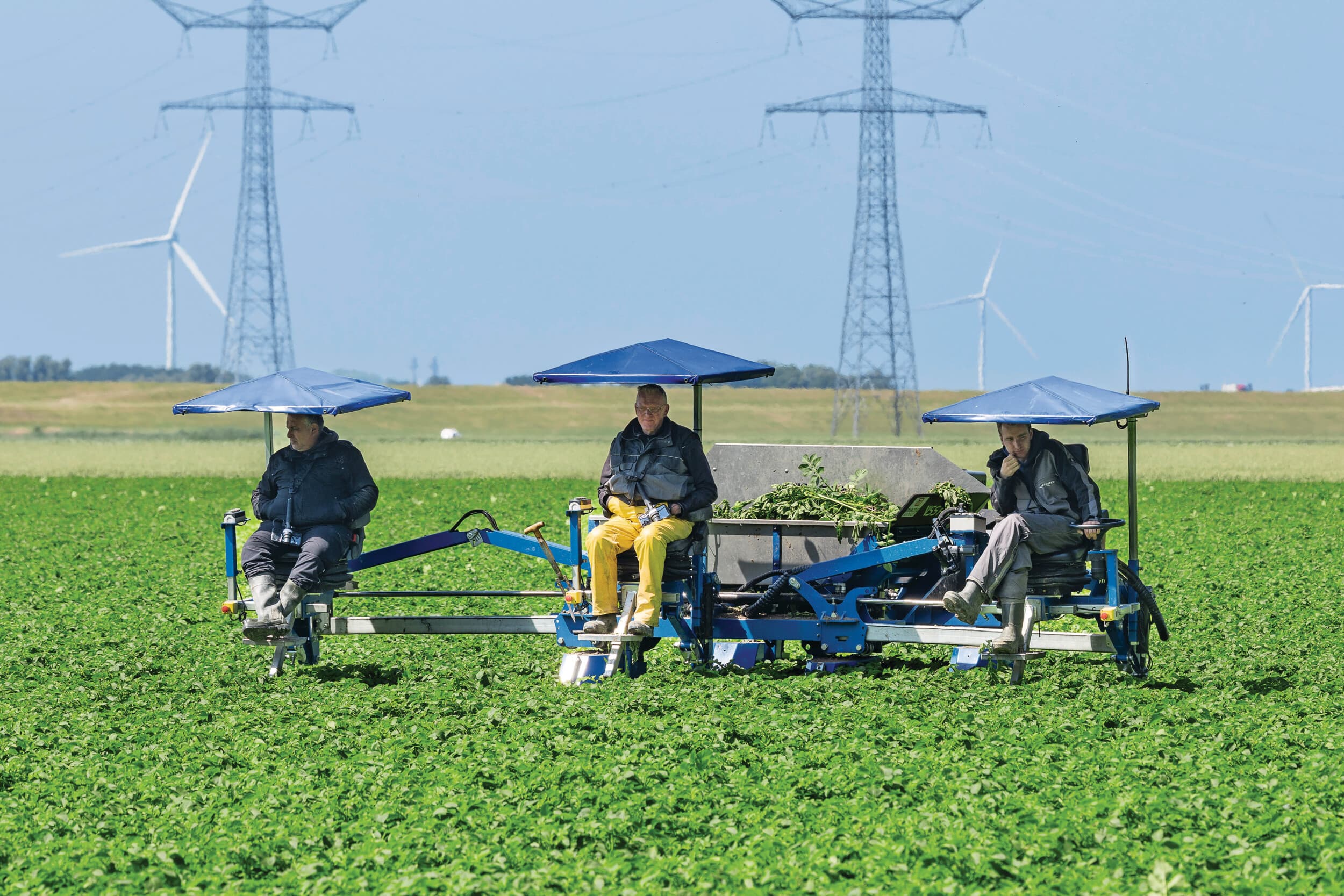 Paul van der Bijl (m), Niels ten Klooster (r) en Paulo Piao (l) selecteren een perceel Twister, een middenvroege consumptieaardappel, voor gebroeders De Zeeuw in Nagele (N.O.P.). Het beeld is dit jaar per perceel heel wisselend: van vrijwel geen ziekte tot flink werk aan de winkel, vertelt Paul. Vorig jaar was een makkie voor de selecteurs en dat is dit jaar op lang niet alle percelen het geval. Foto: Koos Groenewold