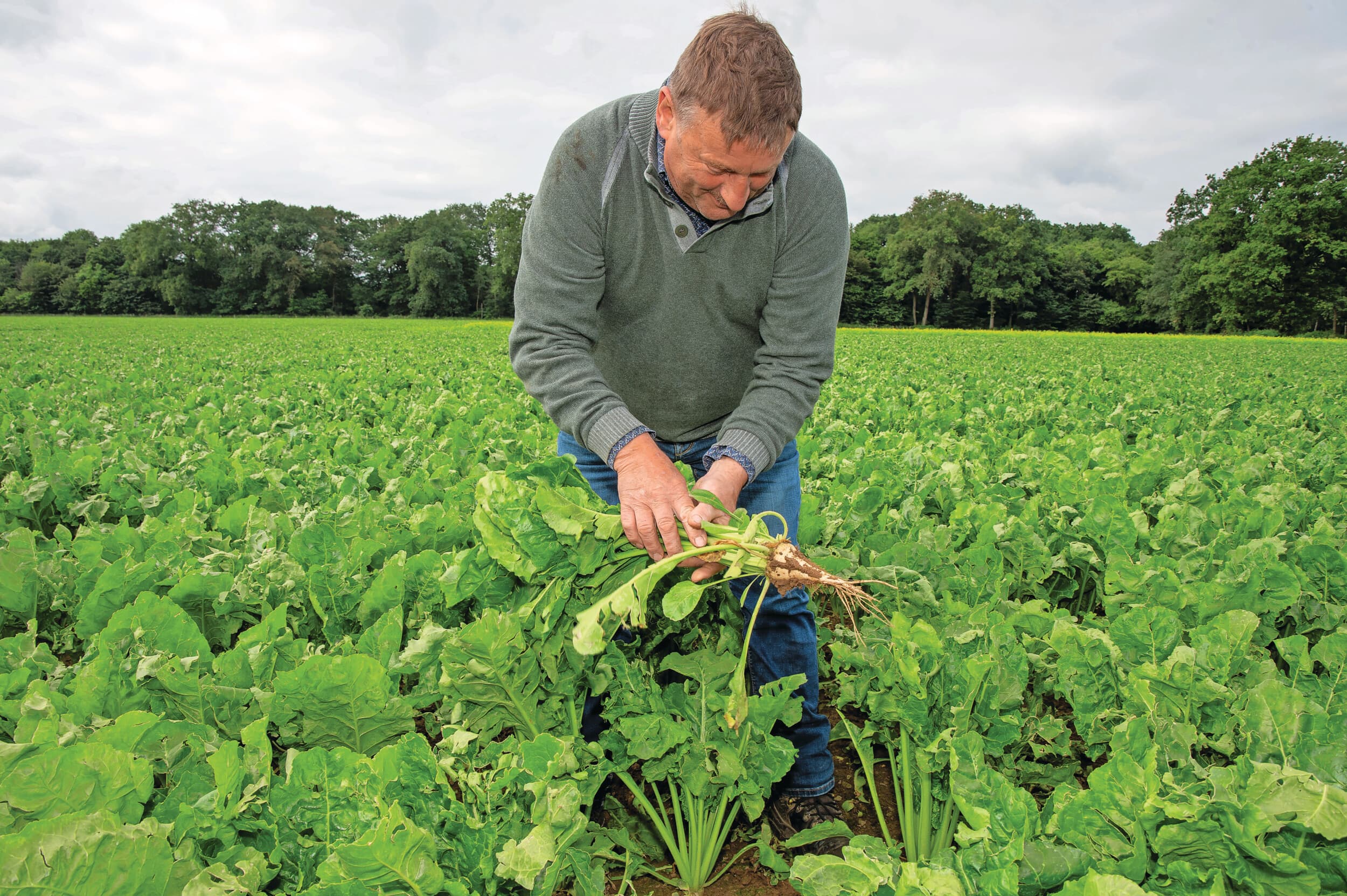 Jos Fijten verbouwt zo’n 35 hectare bieten in de omgeving van Geleen. Hij teelt op lichte lössgronden, zwaardere kleigronden langs de Maas en op zandgronden. “Op alle grondsoorten groeit het dit jaar als een tierelier”, zegt de akkerbouwer. “De bieten stonden rond 10 juni gesloten en staan mooi uniform. Als we de schimmels onder controle kunnen houden, is een opbrengst van 90 ton per hectare realistisch.” Foto: Twan Wiermans