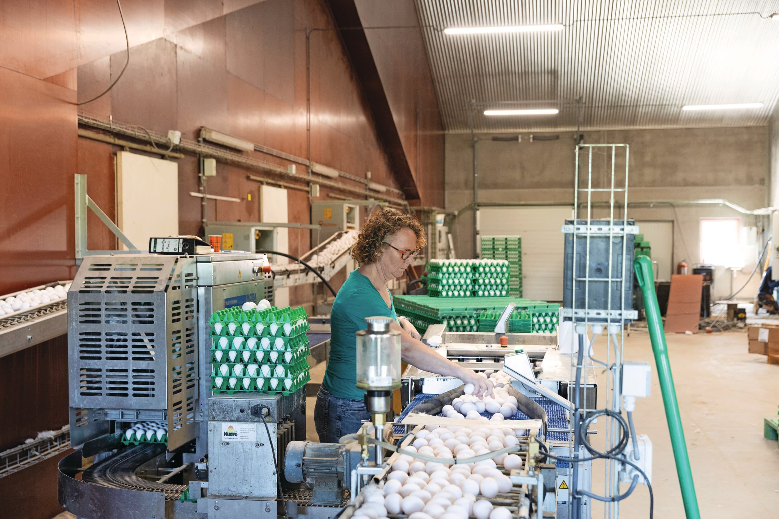 Het eierlokaal bevindt zich tussen beide stallen in. De ruimte is ingericht met een compacte Mopack EP. De Meggbot laat nog even op zich wachten. De eieren gaan naar Gebr. Van Beek.