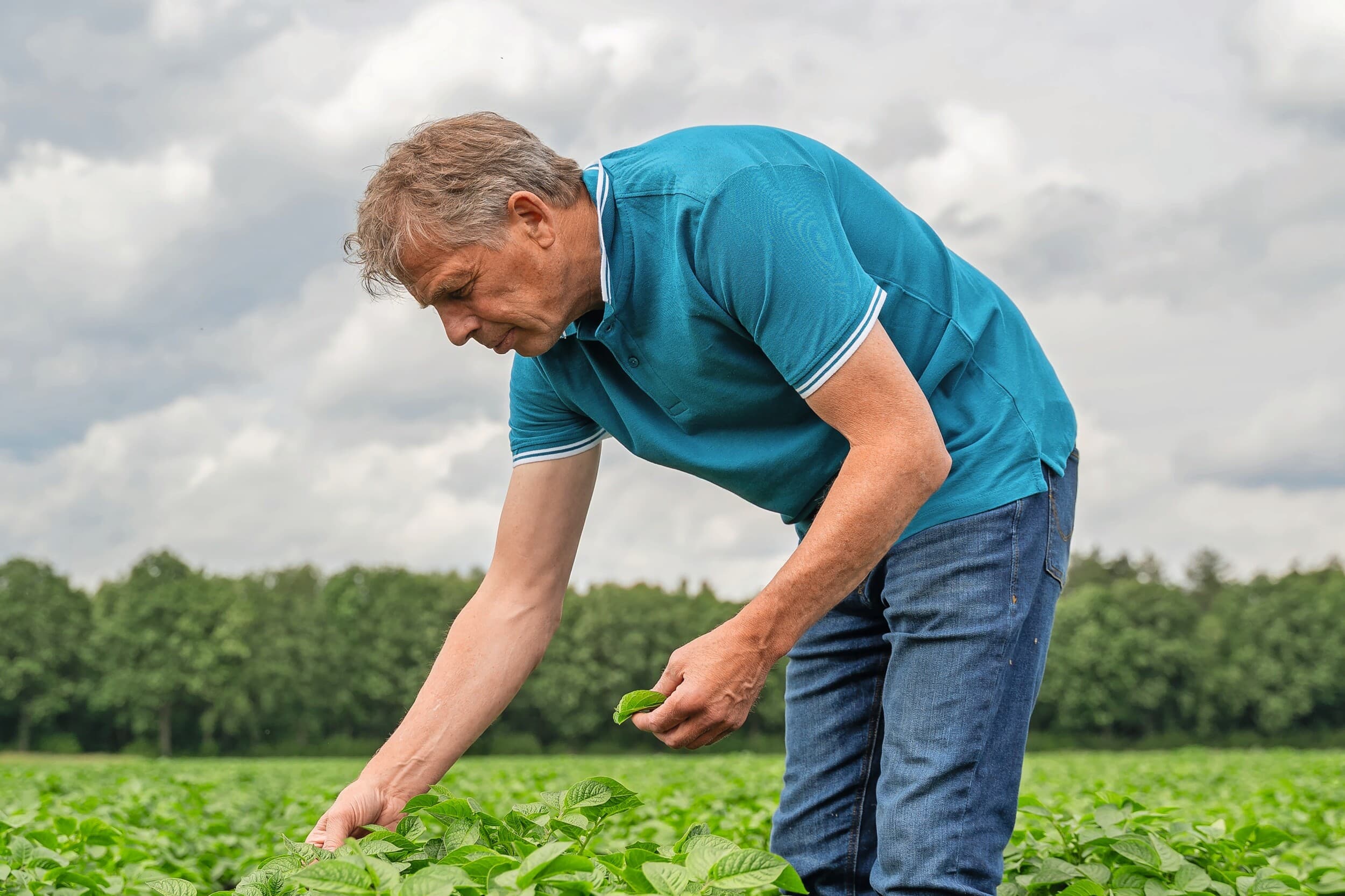 Akkerbouwer Ger Evenhuis plukt wat blaadjes van aardappelplanten. Via bladsap-analyses weet hij welke voedingsstoffen er in de plant aanwezig zijn. Op basis daarvan bepaalt hij wat er nodig is aan bijbemesting.
