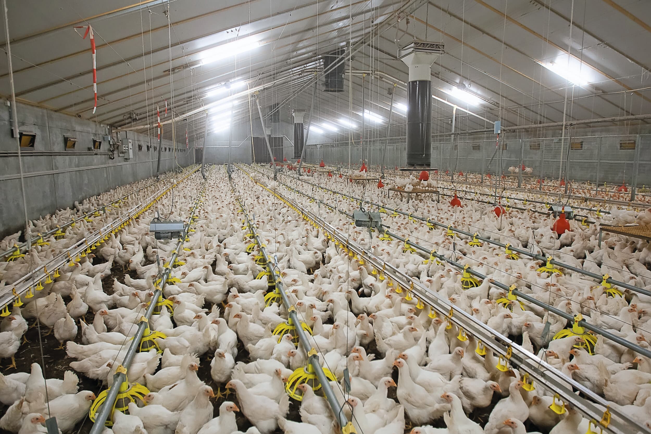 Door ouderdieren in opfok extreem vezelrijk voer te verstrekken, hebben ze nagenoeg de hele lichtperiode toegang tot voer. Foto: Ronald Hissink