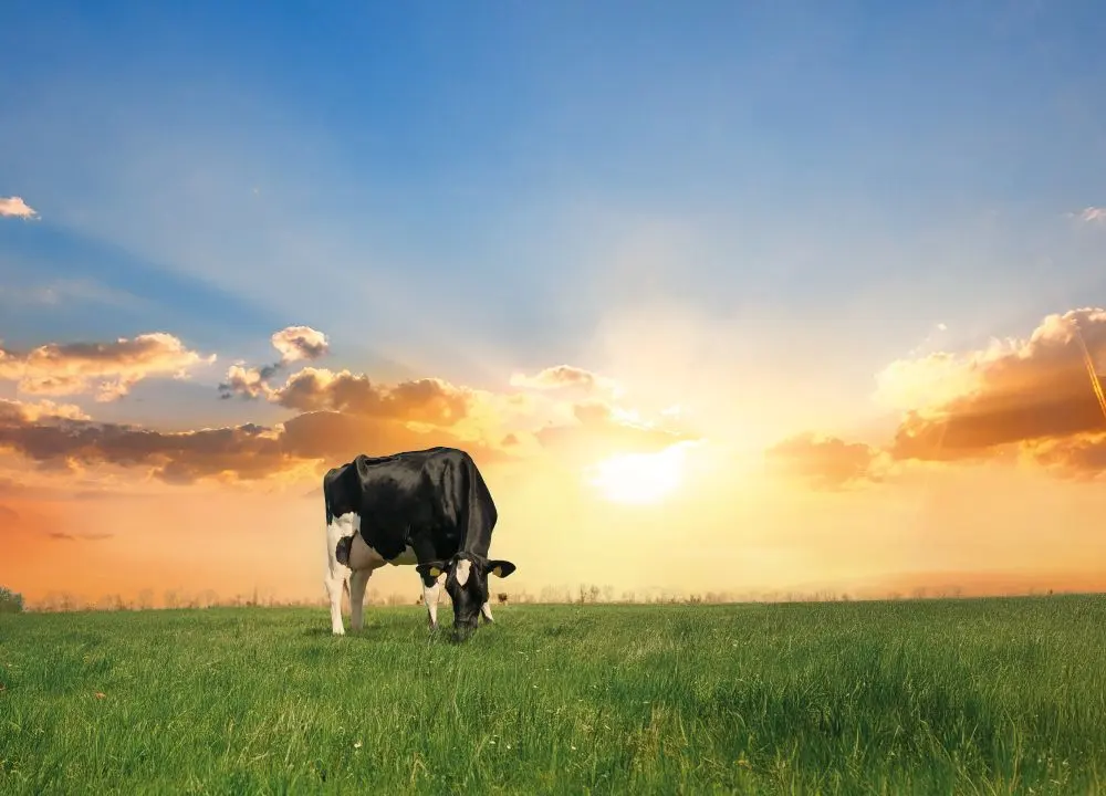 Beelden: Agrifirm
