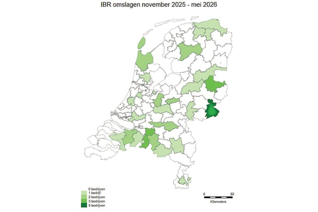 IBR-uitbraken op vrije melkveebedrijven doen zich verspreid over Nederland voor, maar in het uiterste Oosten is een duidelijke concentratie zichtbaar. In één tweecijferig postcodegebied kregen de laatste weken vijf melkveebedrijven te maken met een uitbraak. Bron: Royal GD