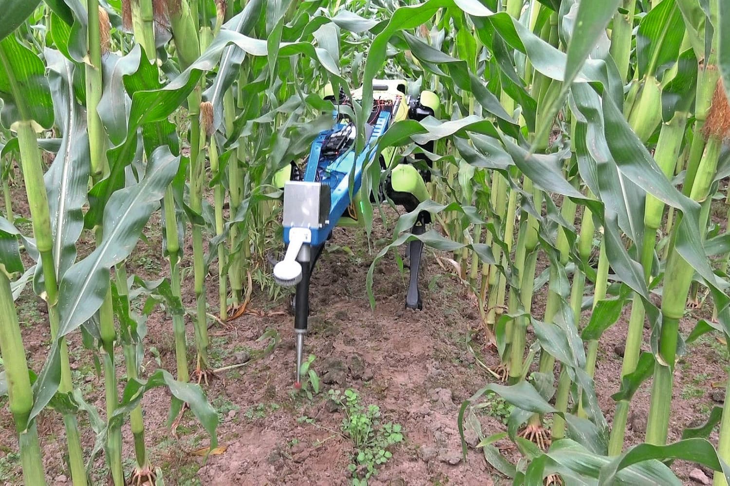Onkruid wieden met een robothond