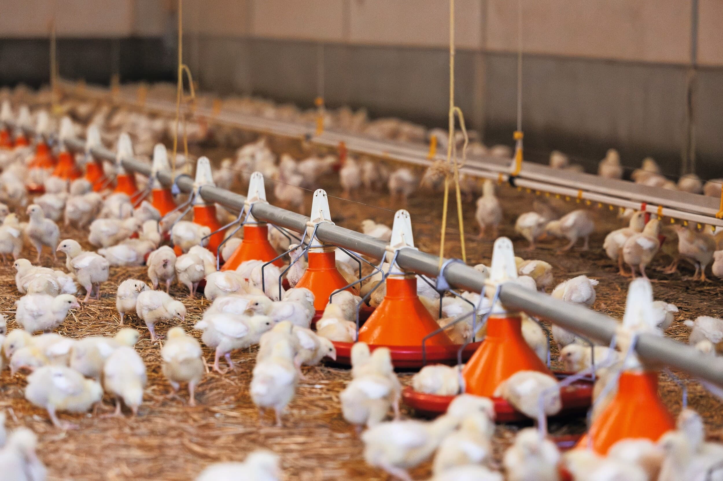 De prijs van vleeskuikenkorrel lag in februari dit jaar op € 36,50 per 100 kilo. De afgelopen maanden steeg de prijs van vleeskuikenkorrel met € 1,35 per 100 kilo. WER registreerde in mei een gemiddelde prijs van € 37,85 per 100 kilo korrel. Naar verwachting blijft de prijs oplopen. Foto: Boerderij