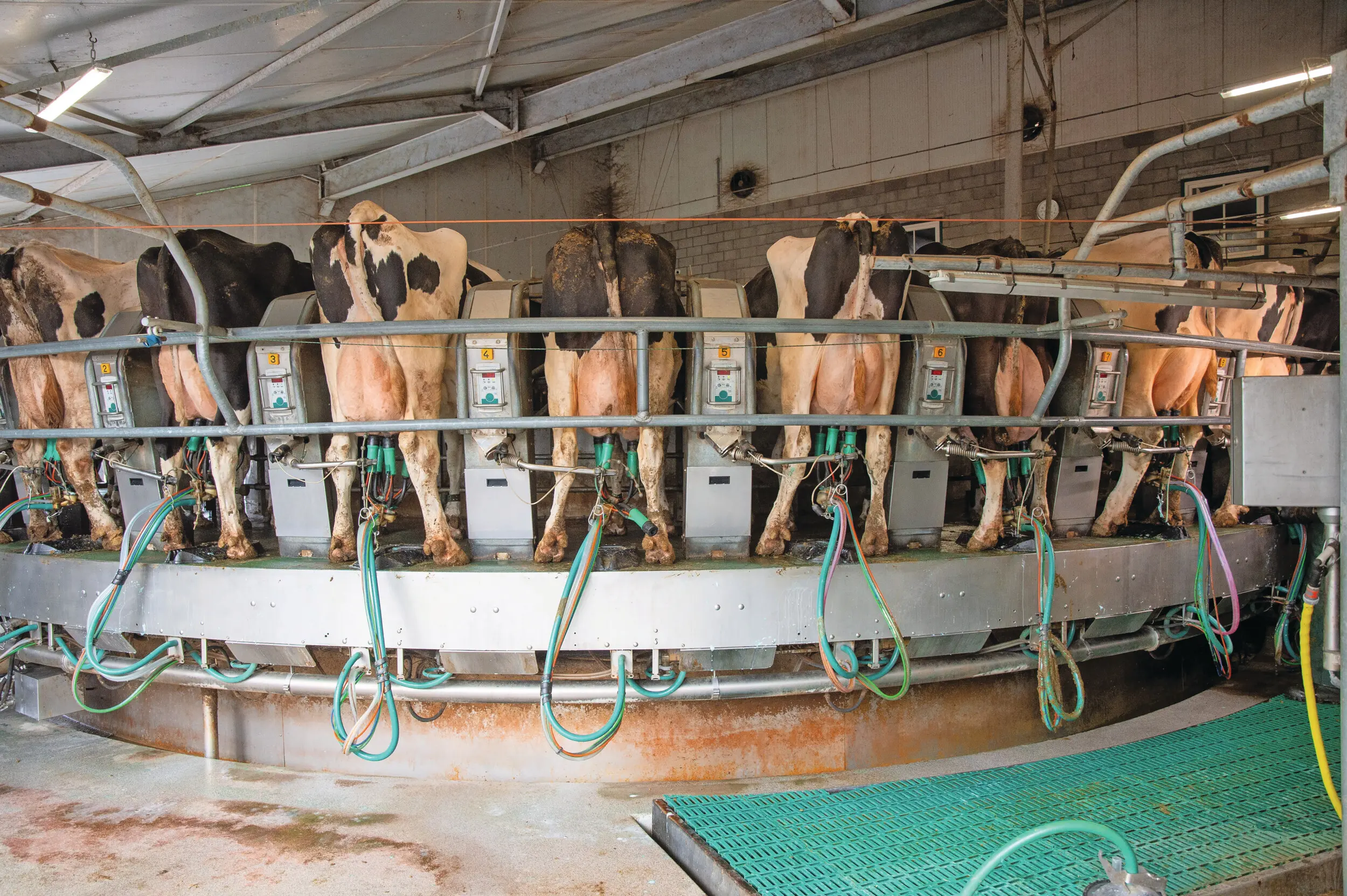 Rabobank verwacht in de tweede helft van het jaar een lagere melkaanvoer. Foto: Twan Wiermans