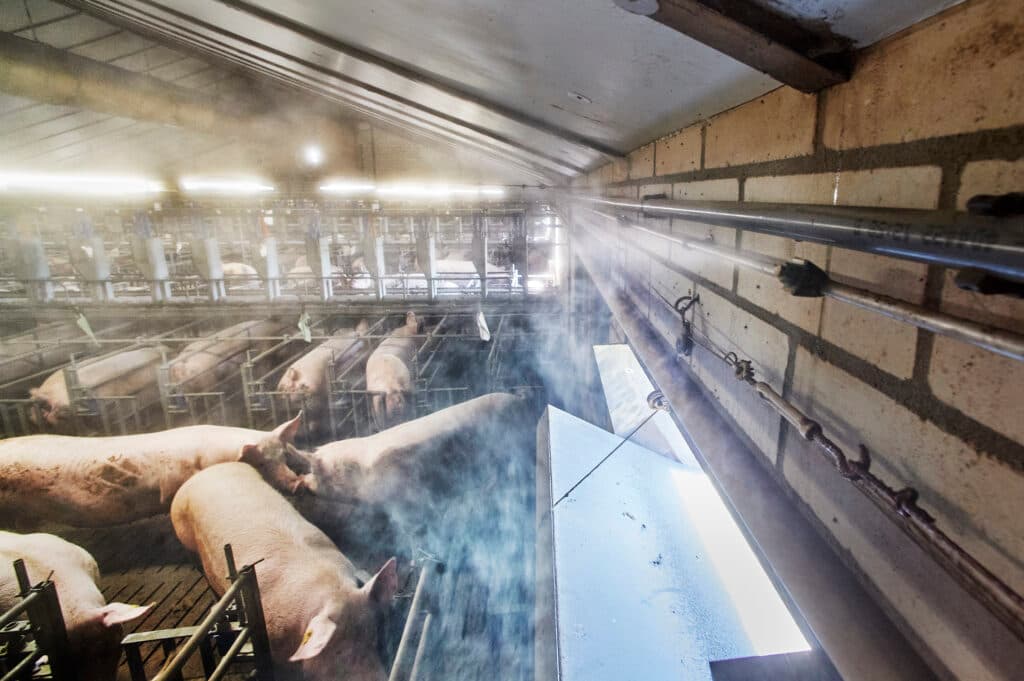Nevelkoeling bij de dragende zeugen op het varkensbedrijf van Jan Baltussen in Wanroij.
Foto: Van Assendelft Fotografie