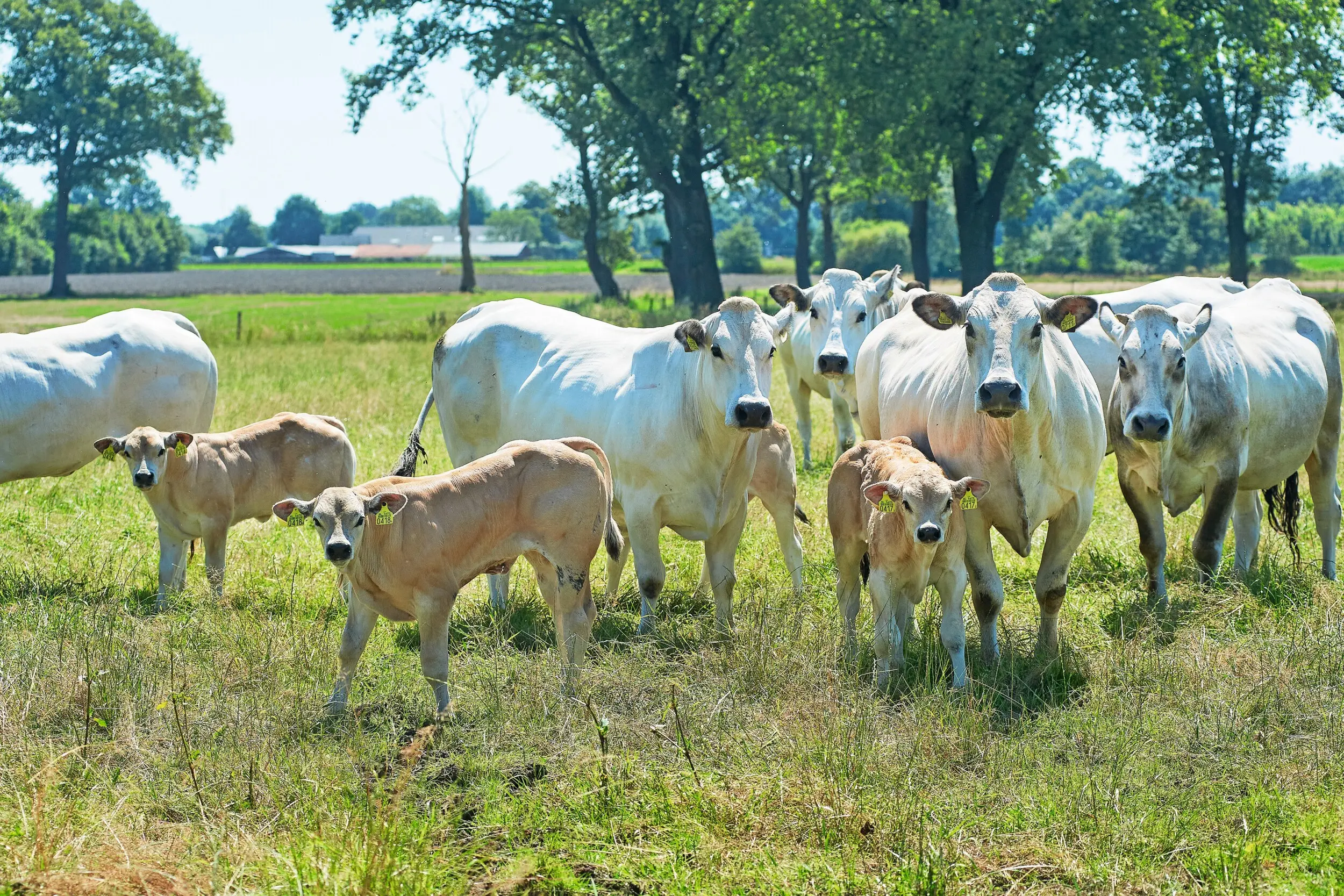 De AMvB Dierwaardige Veehouderij heeft een grote economische impact op de vleesveehouderij. Ook druisen maatregelen als een transportverbod van kalveren tot 28 dagen oud in tegen de wijze van beweiding met zoogkoeien. Foto: Van Assendelft Fotografie