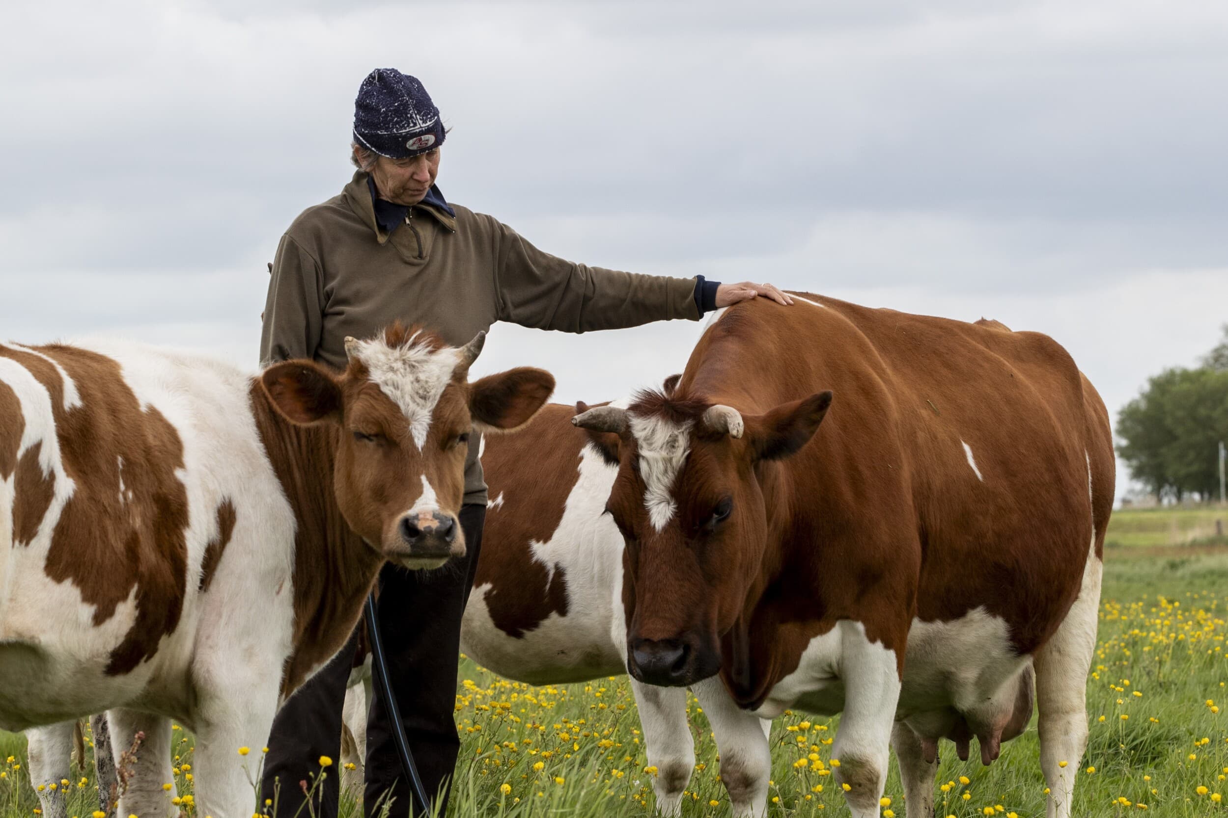 Maike Bouma op 10 mei, toen het nog maar 10 graden was, in de weide met Friese koe Minke 18 (Skúster Marten x Skúster Hoatse), met typische dubbeldoeleigenschappen. Foto's: Anne van der Woude