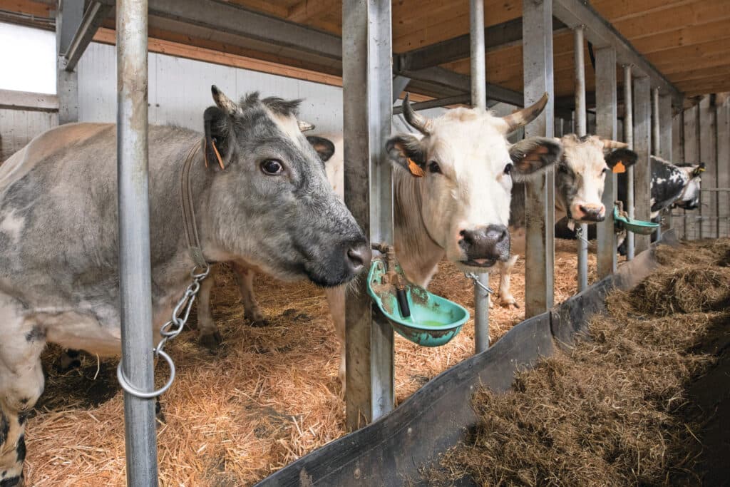 De AMvB stelt een verbod op aanbindstallen vanaf 2035 voor. Volgens de sector kan dat ertoe leiden dat veel vleesveehouders stoppen, omdat verbouw of nieuwbouw vrijwel onmogelijk is. De sector pleit voor uitfasering. Foto: Koos Groenewold