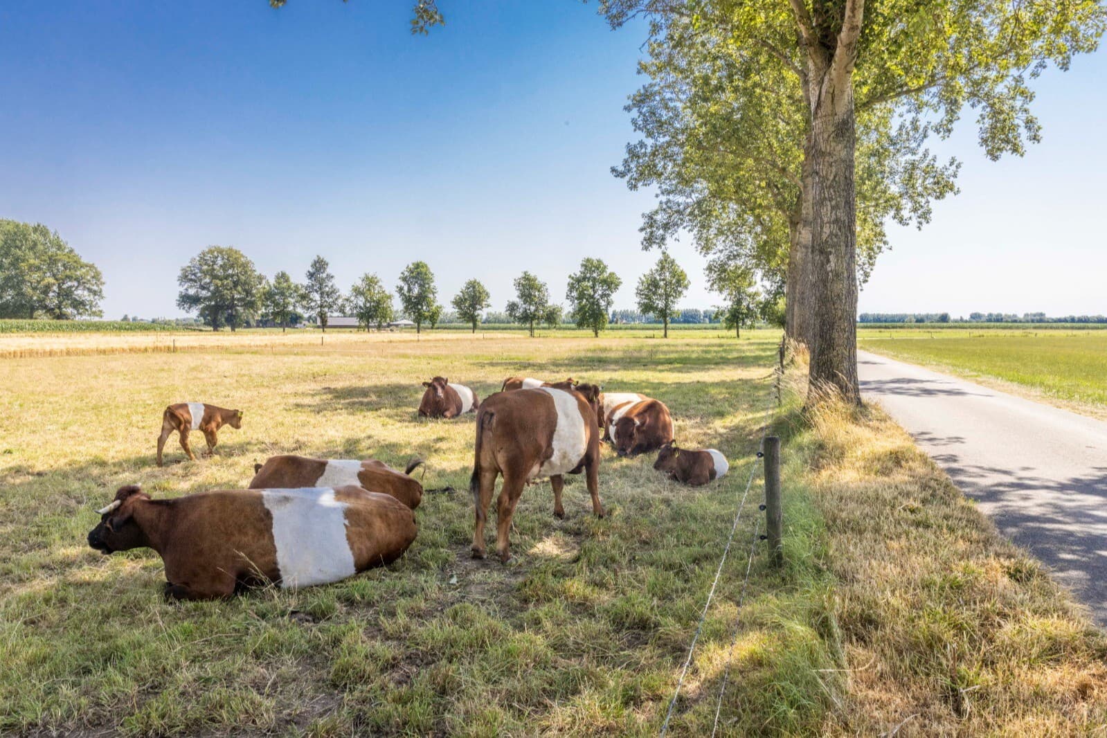 extreme hitte pluimvee melkvee rundvee varkens schapen