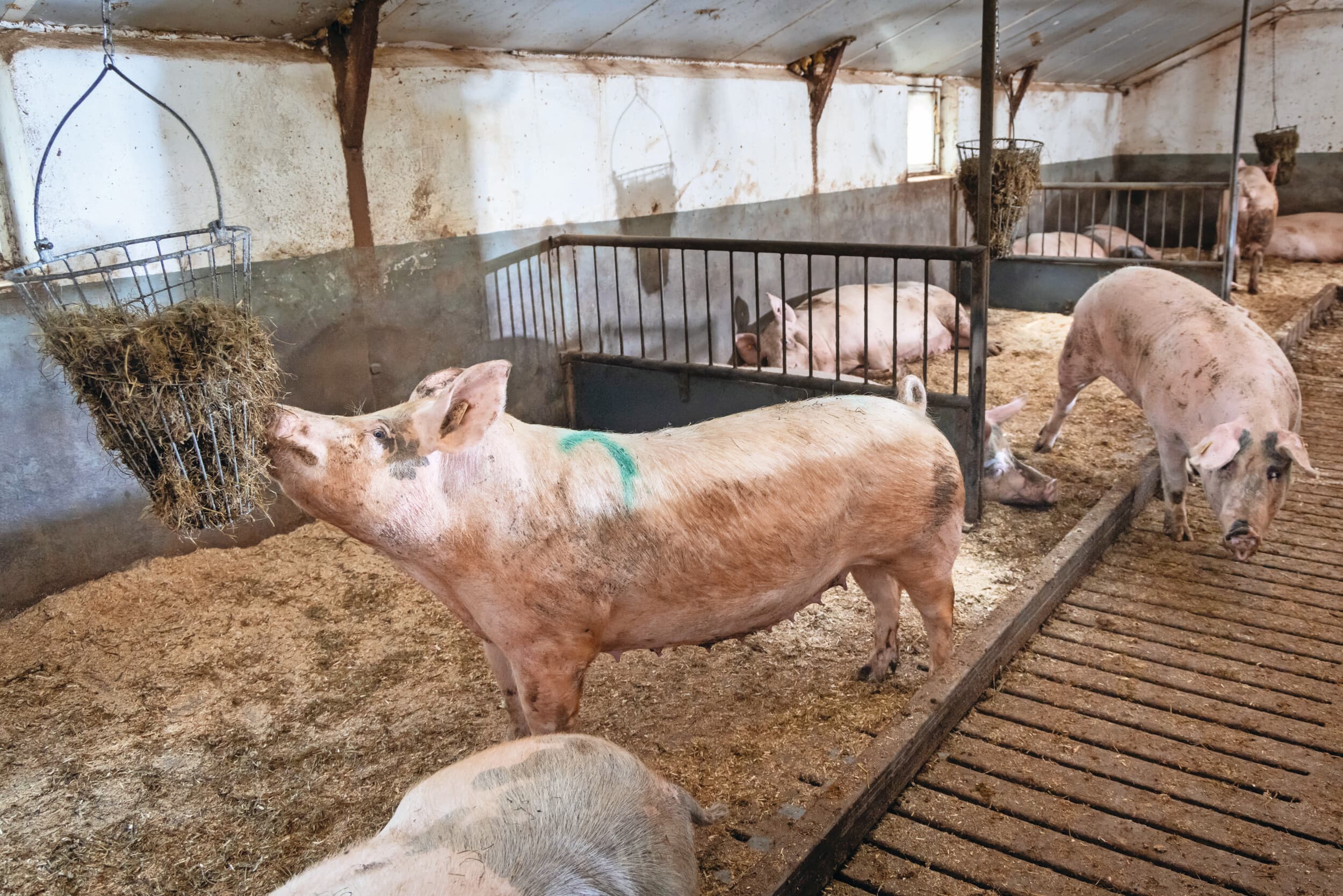 Zeugen met verrijkingsmateriaal. Foto: Koos Groenewold