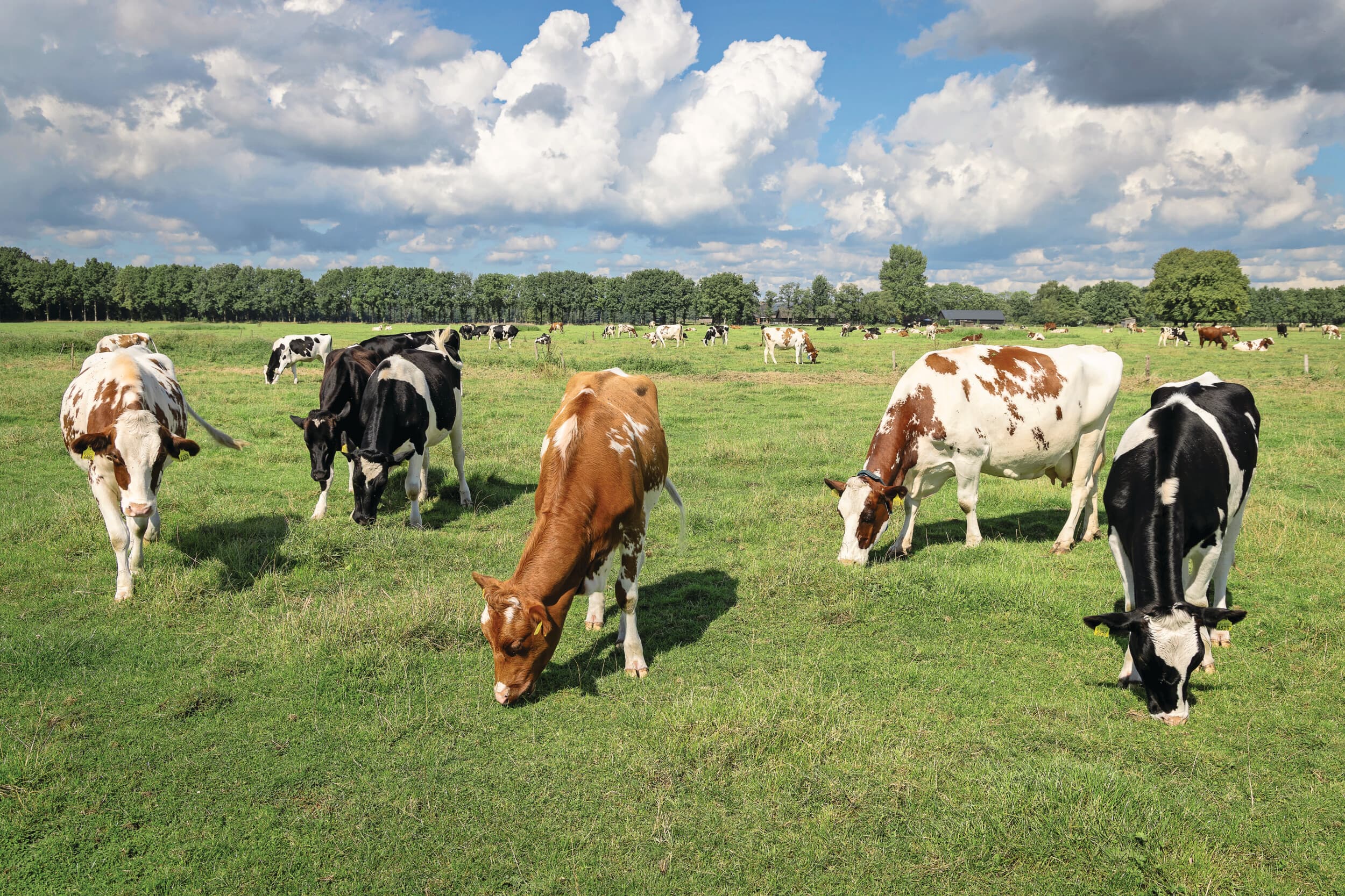 grondgebondenheid melkveehouderij