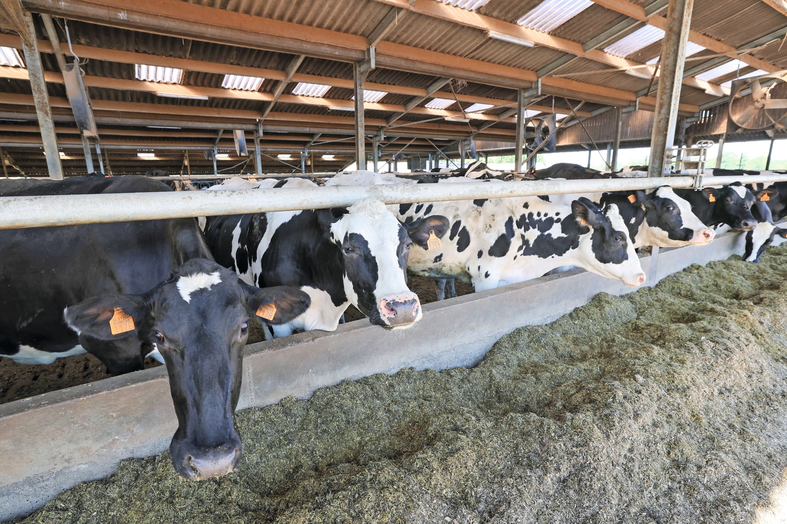 De Belgische melkaanvoer nam afgelopen jaar met 22 miljoen liter toe naar bijna 4,4 miljard liter. Foto: Bert Jansen