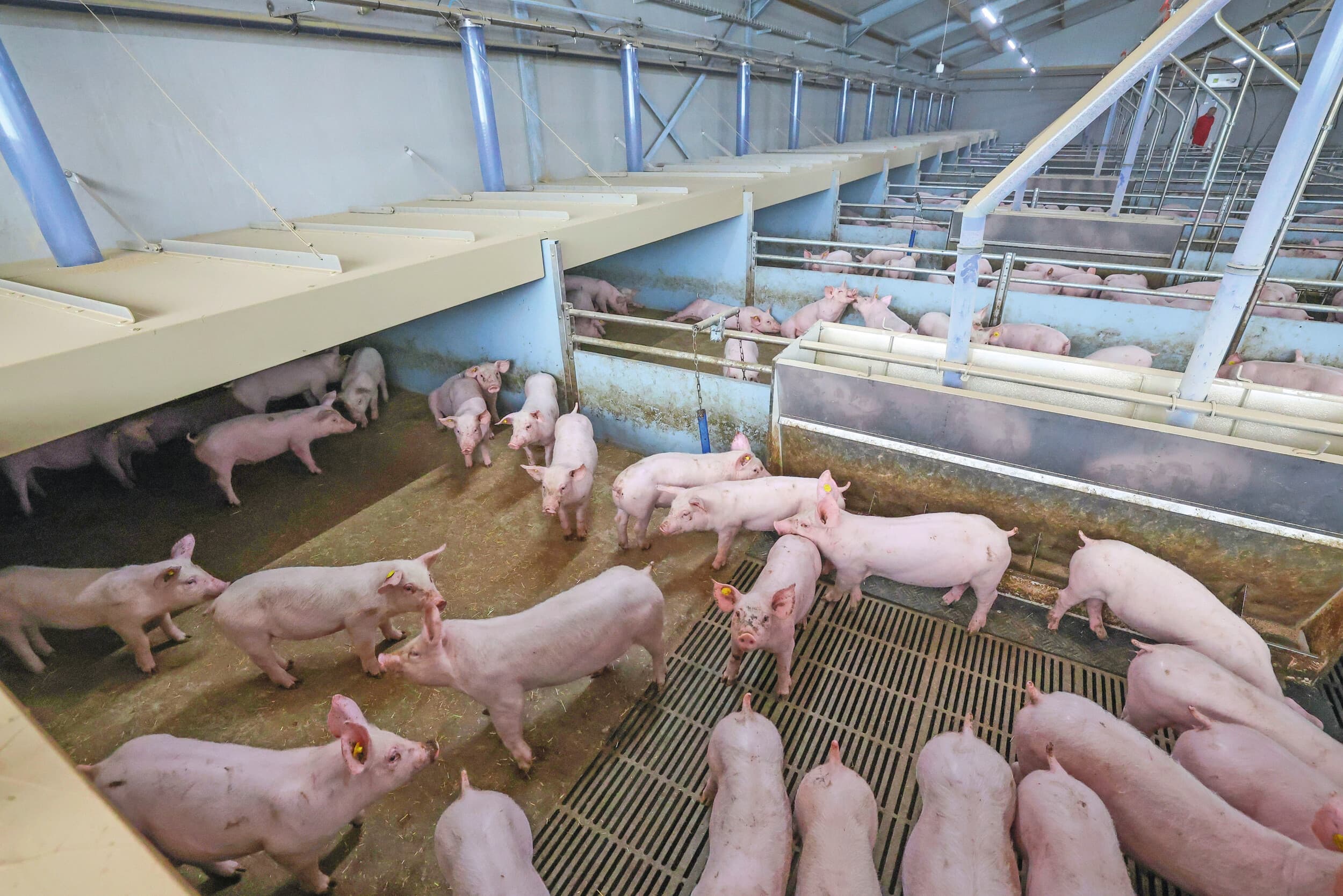 Een nieuwe stal met deels dichte vloer en daarboven een onderkruip voor de gespeende biggen. Boven de dichte vloer wordt automatisch ruwvoer verdeeld. Foto: Bert Jansen