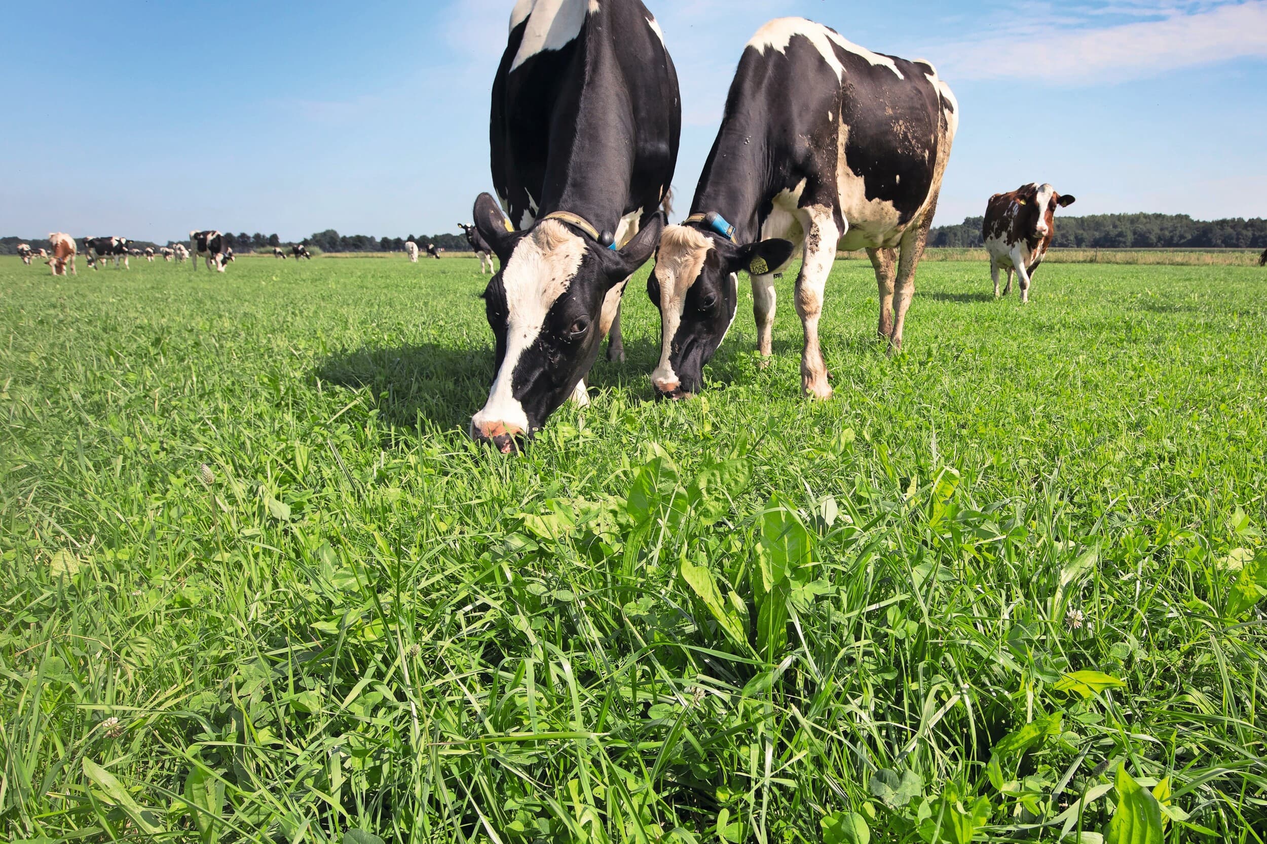 Het gras in percelen met klaver lijkt minder snel aangetast door kroonroest en blijft daardoor smakelijk voor het vee. Klaver zelf is ongevoelig voor de schimmelziekte. Foto: Hans Banus