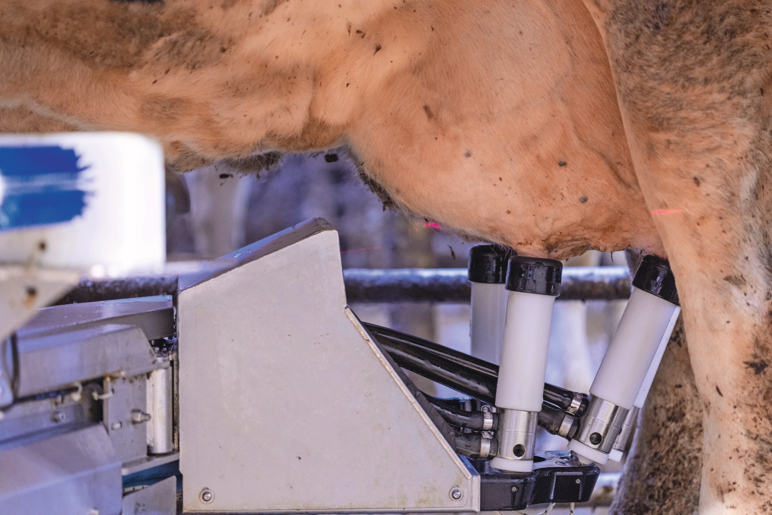 Het aandeel melkrobots op Nederlandse melkveebedrijven ligt inmiddels boven de 40%. Foto: Mark Pasveer