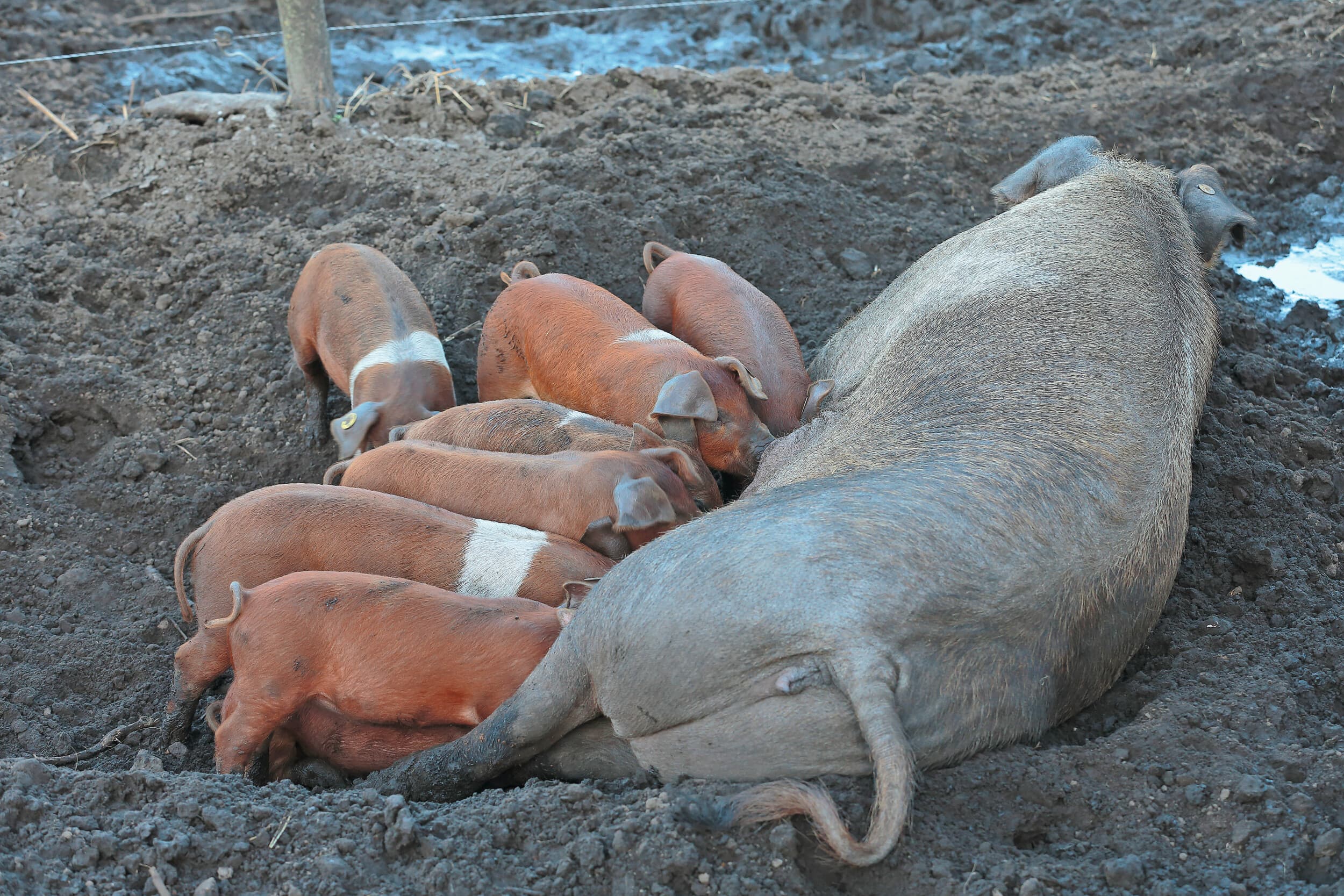 Varkens in de modder. Afbeelding ter illustratie. Foto: Hans Prinsen