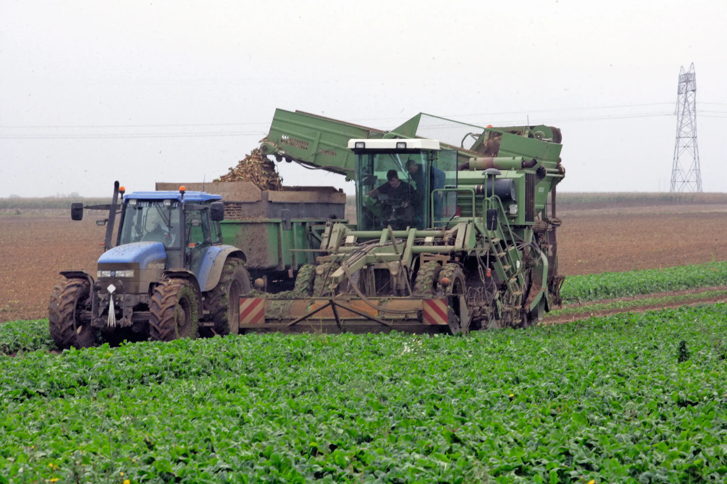 In Frankrijk oogstte Tereos 16,7 miljoen ton bieten, met een gemiddeld rendement van 93,5 ton per hectare en een suikergehalte van 16%. Foto: Henk Riswick