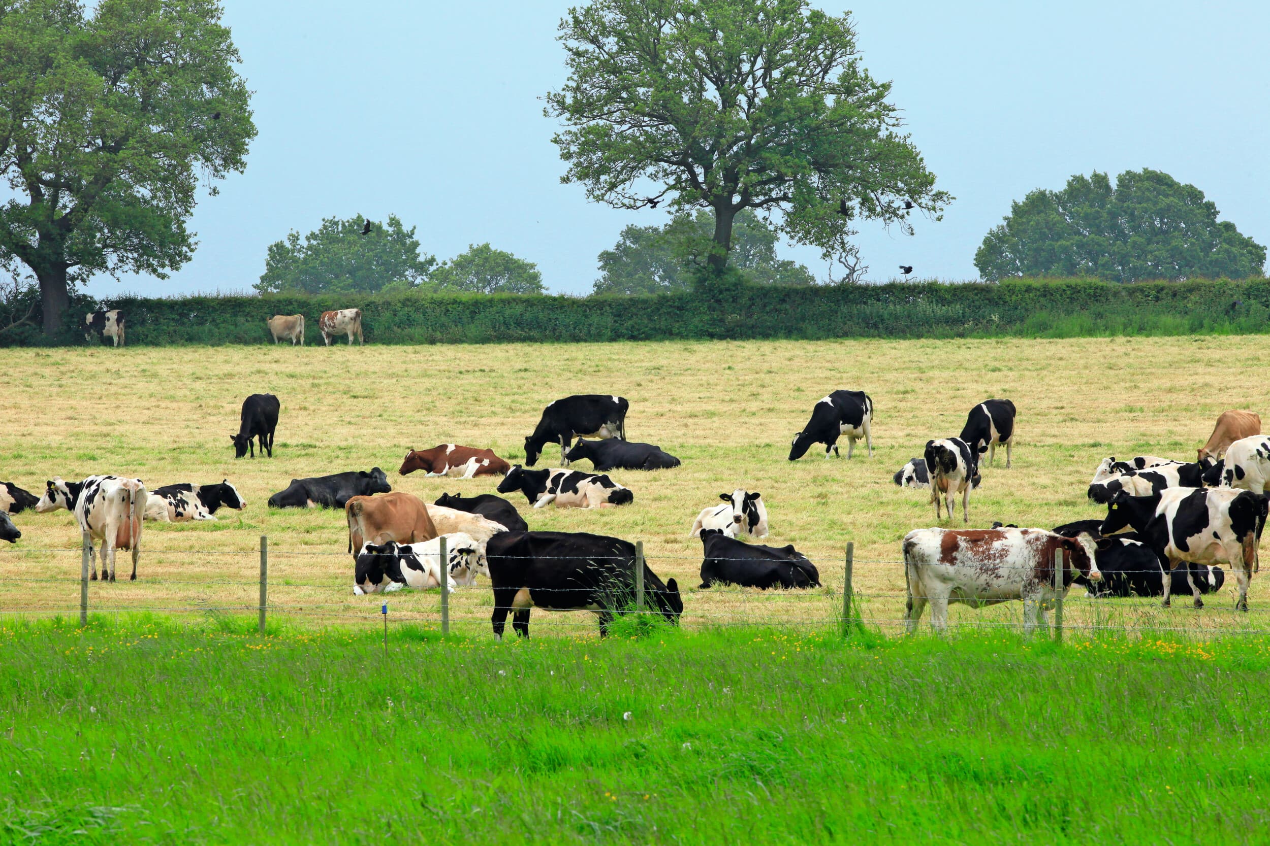 Melkvee in Engeland. Foto: Henk Riswick
