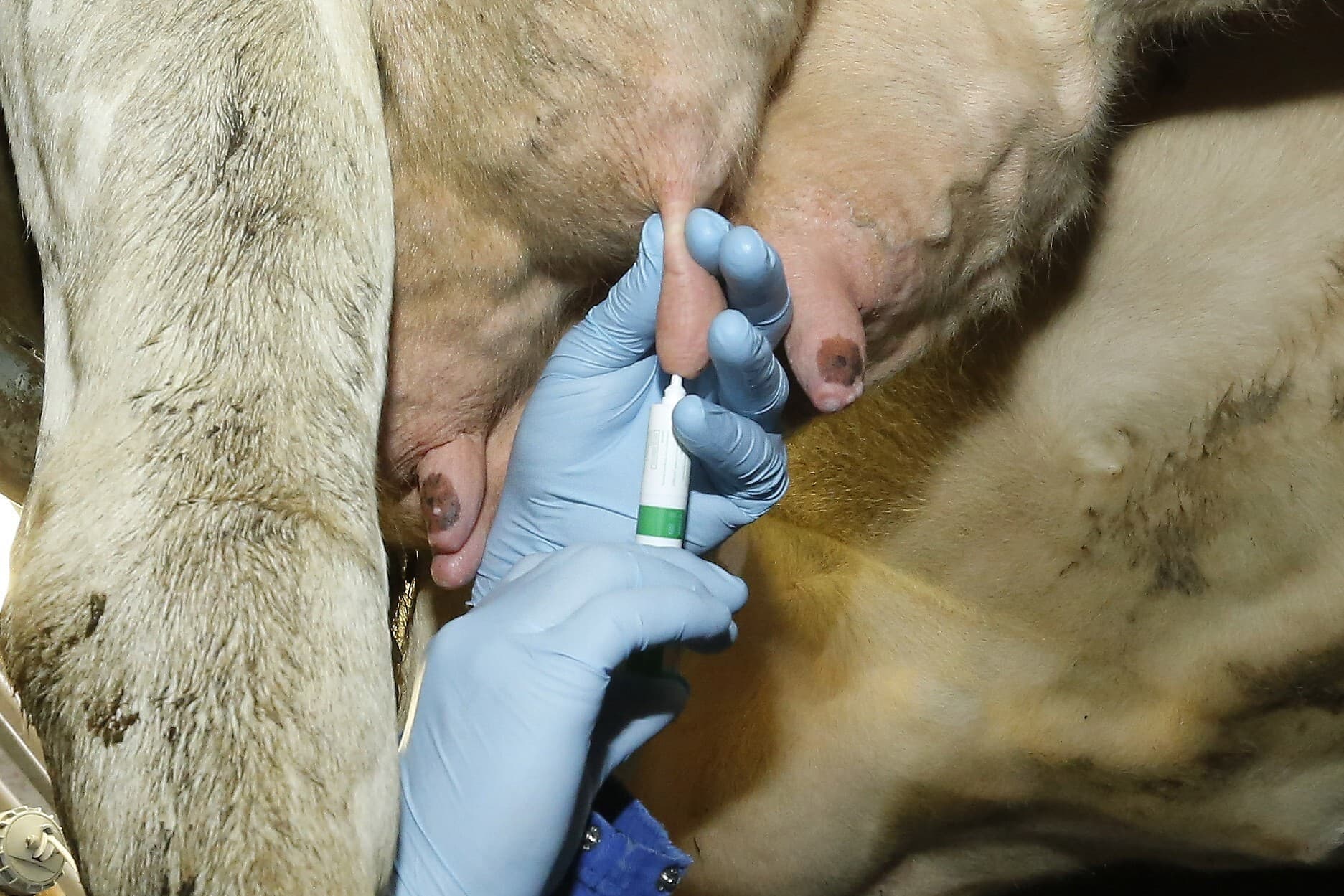 vaccinatie mastitis gezonde veestapel