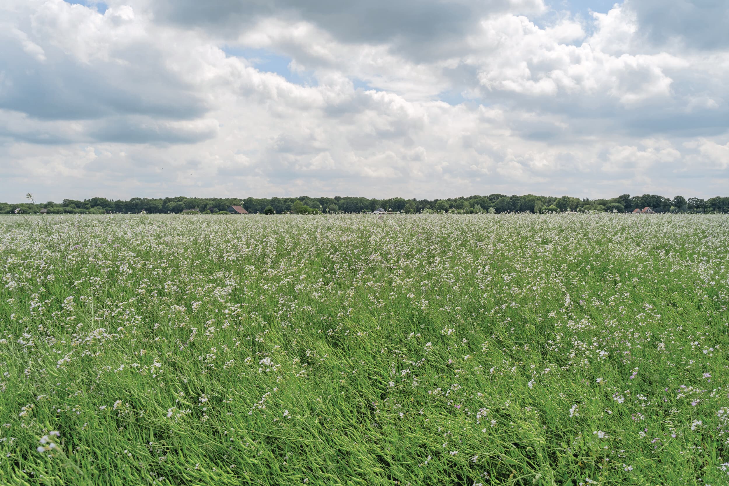 Een van de eco-activiteiten die over 2025 veel is afgekeurd, is Groenbedekking. Vaak was een perceel niet gedurende de hele periode voldoende bedekt. Foto: Andrea van Schaik Fotografie