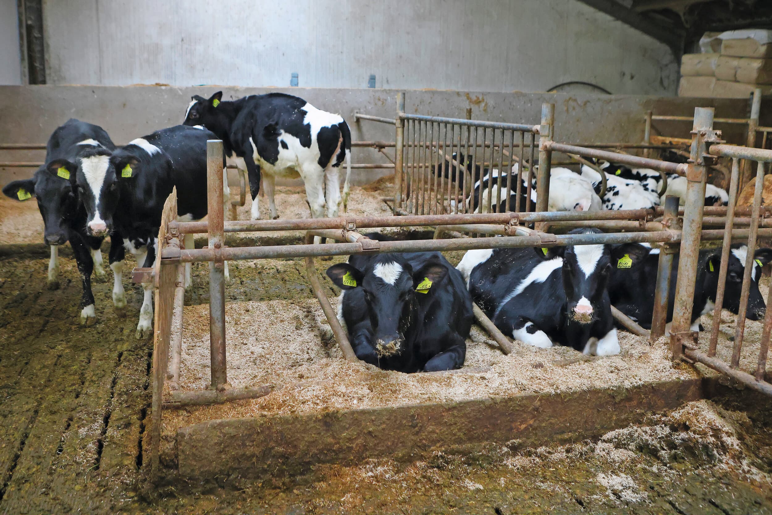 Het verbeteren van de jongvee-opfok draagt bij aan verlenging van de levensduur van melkkoeien. In het nieuwe Praktijknetwerk Duurzaam Melkvee kan dit een onderwerp zijn voor veehouders om op te pakken. Foto: Ton Kasterman Fotografie