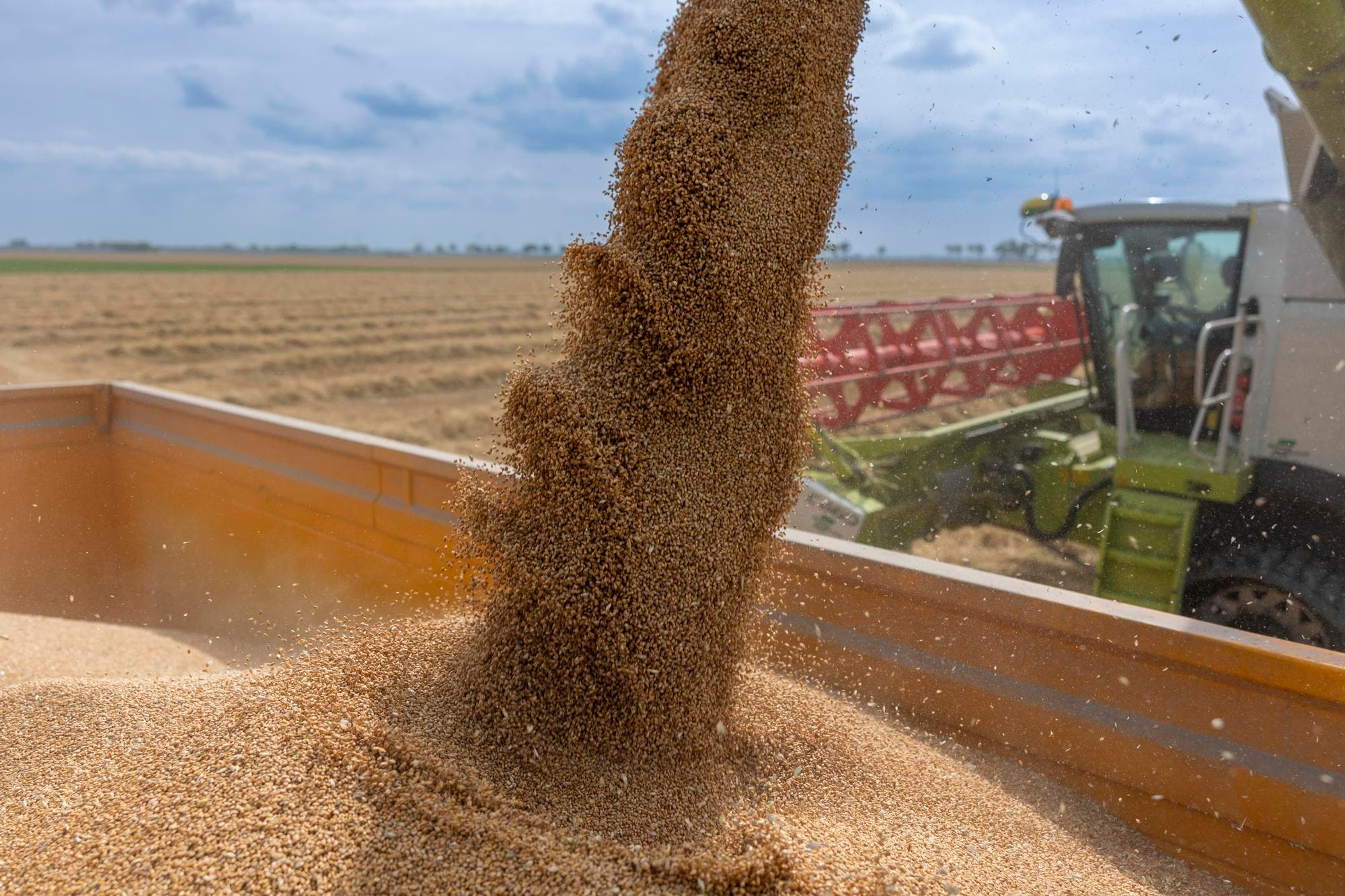 Graanoogst in de zomer van 2025 in het noorden. Op veel plaatsen ging de oogst vroeg van start, maar deze werd enkele weken onderbroken door nat weer. Vanaf ongeveer half augustus kon het werk weer verder. Foto: Mark Pasveer