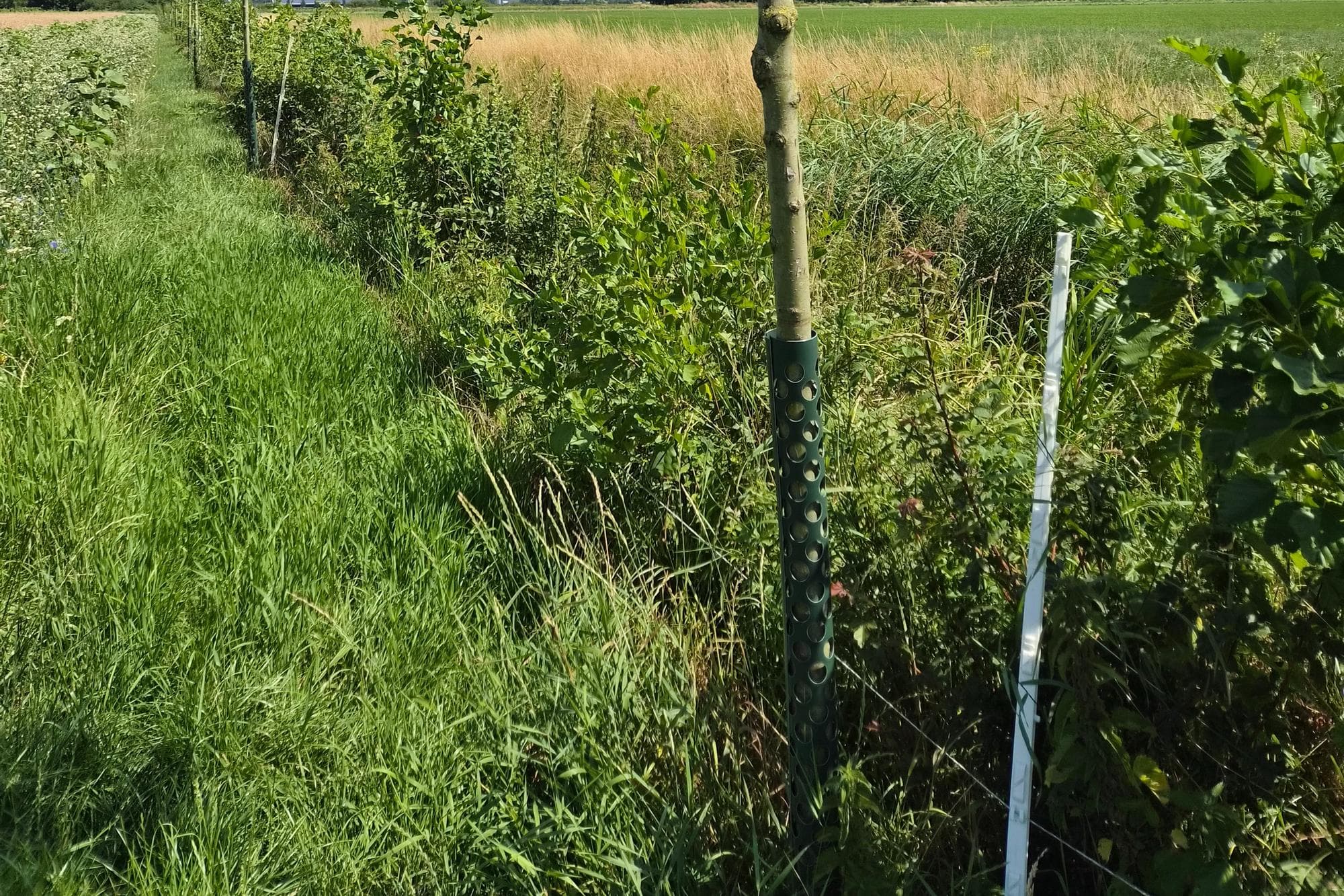 Een omhulsel voorkomt dat bevers aan de boom knagen. Foto's: Kyara Derksen