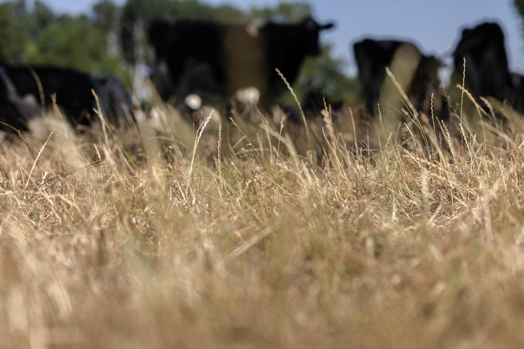 Franse veehouders worden door de droogte en hittegolven geconfronteerd met voertekorten. Foto: ANP
