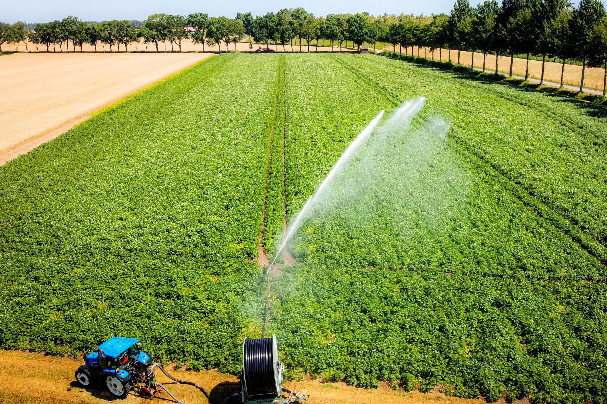 Daar waar mogelijk werd vorige week beregend in Nederland. Sommige telers beregenden hun percelen voor de zesde keer. Foto: ANP