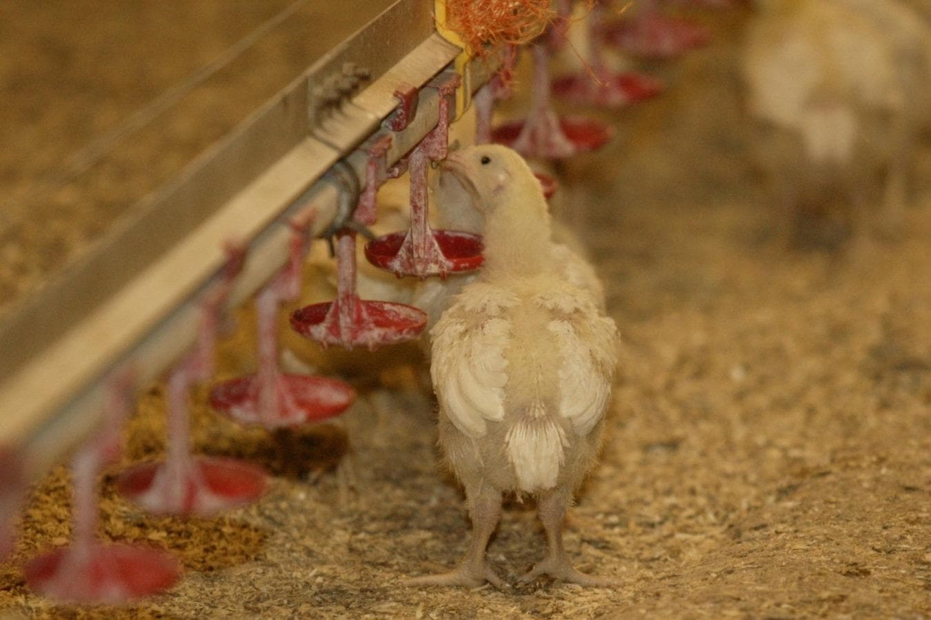 MHP is uitgegroeid tot een van de grootste pluimveeproducenten van Europa. Foto: Henk Riswick