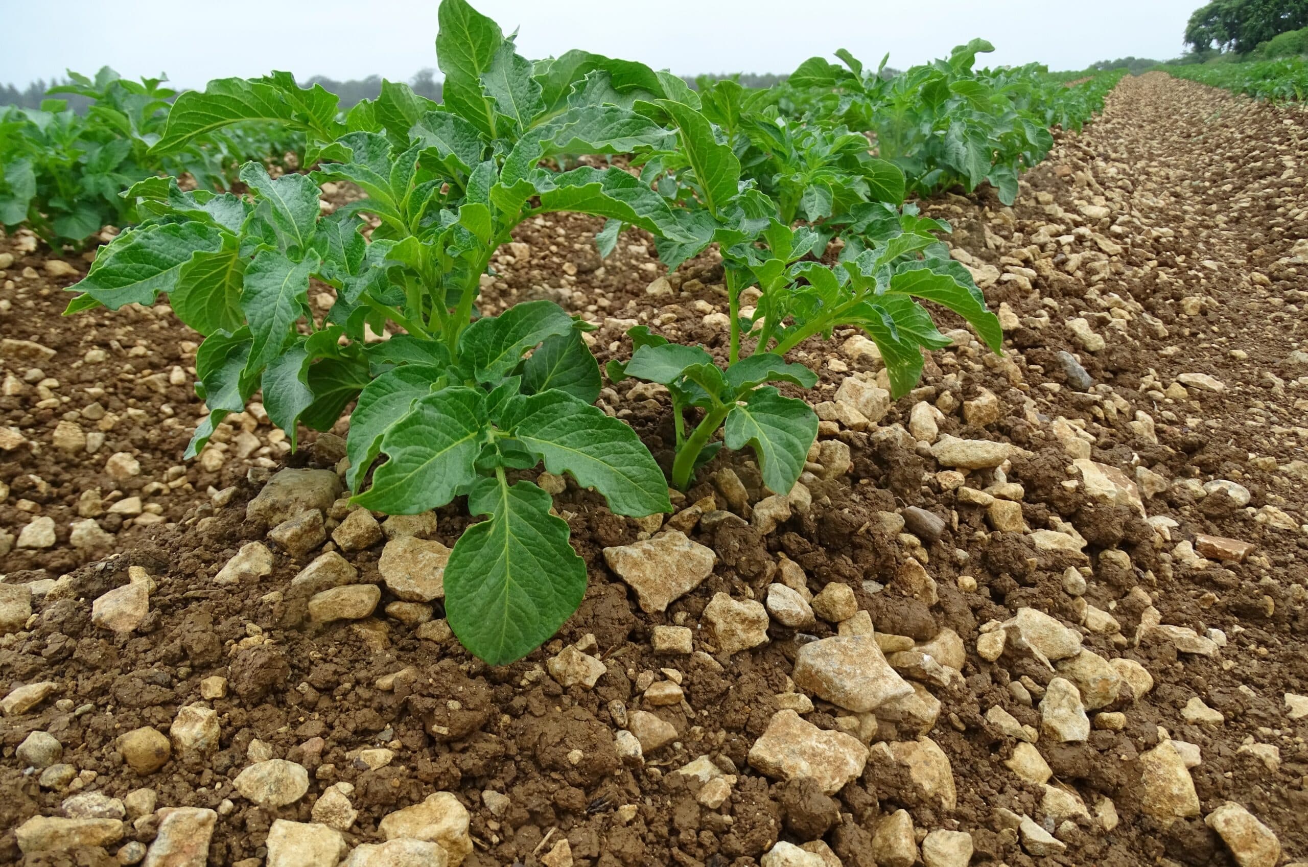 aardappelteelt stenige grond