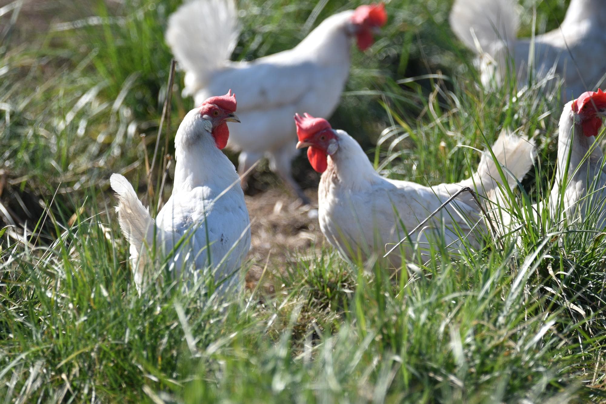 Op het bedrijf van James Dowkes realiseerden de vrije uitloophennen topresultaten na diverse aanpassingen in management en de overschakeling van bruine hennen op Dekalb White. Foto ter illustratie. Foto: Hendrix Genetics