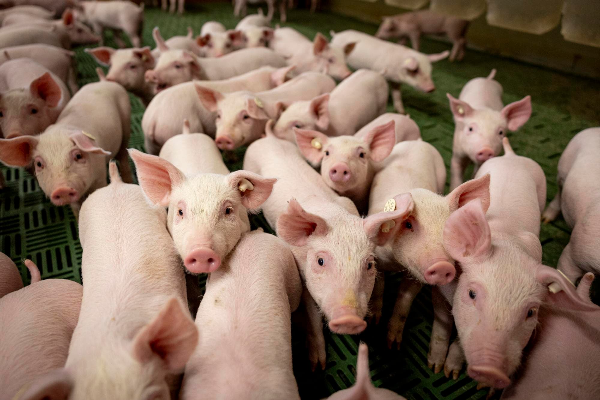 In Duitsland dreigt een tekort aan biggen, mede doordat de import de komende jaren zal afnemen. Het tekort is het meest nijpend bij welzijnsvriendelijker gehouden dieren. Foto: Wouter de Wilde