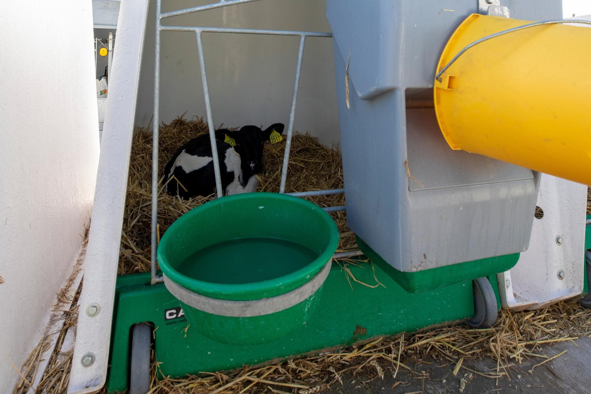De vochtbehoefte van een kalf verdubbelt bij hoge temperaturen. Extra water en voldoende schaduw helpen hittestress te voorkomen. Foto: Anne van der Woude