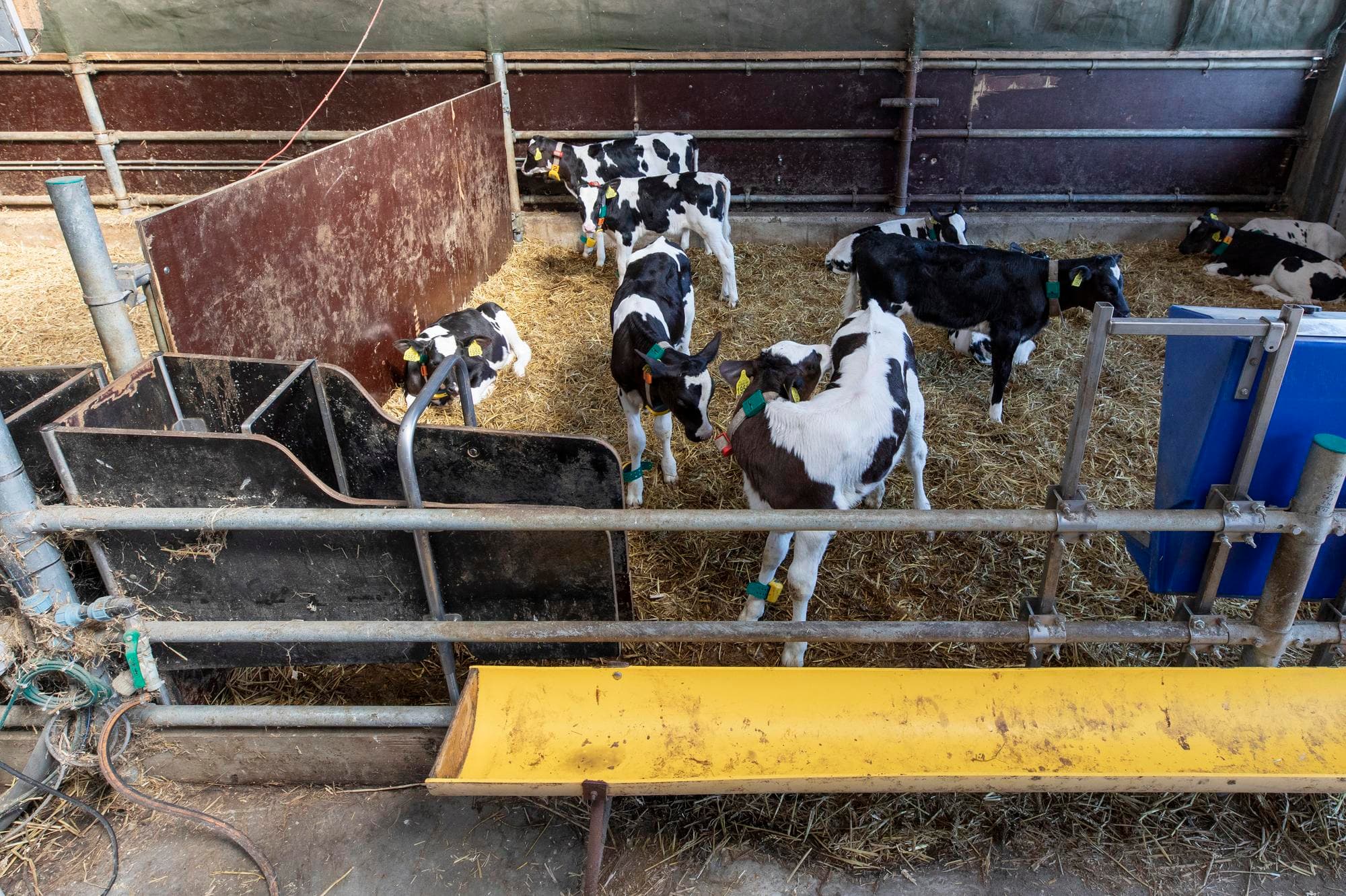 Heel kleine gedragsverschillen zijn in een groep kalveren lastig op te merken. Een AI-tool kan die mogelijk wel herkennen. Foto: Anne van der Woude