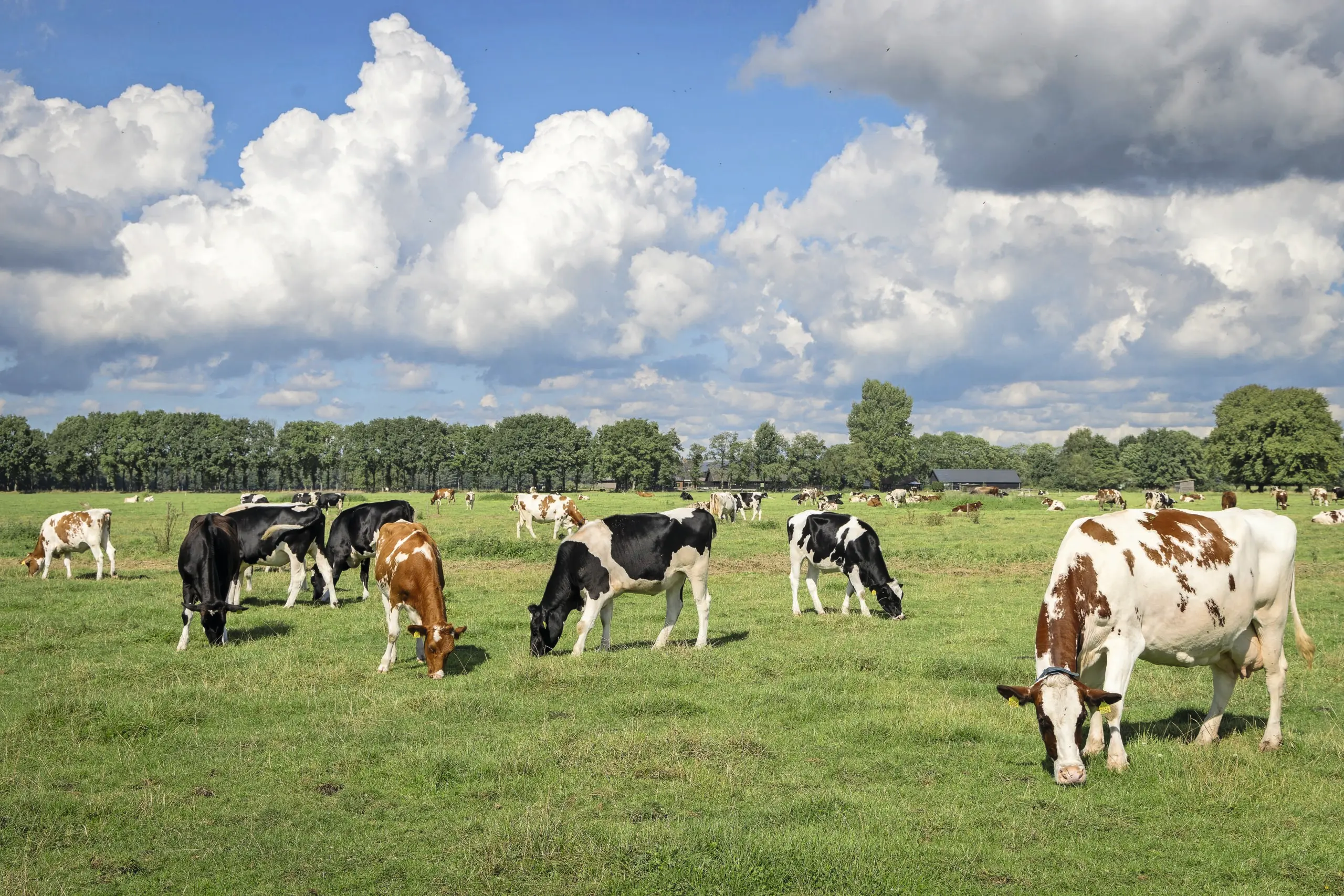 fosfaatrechten stikstof melkveehouderij