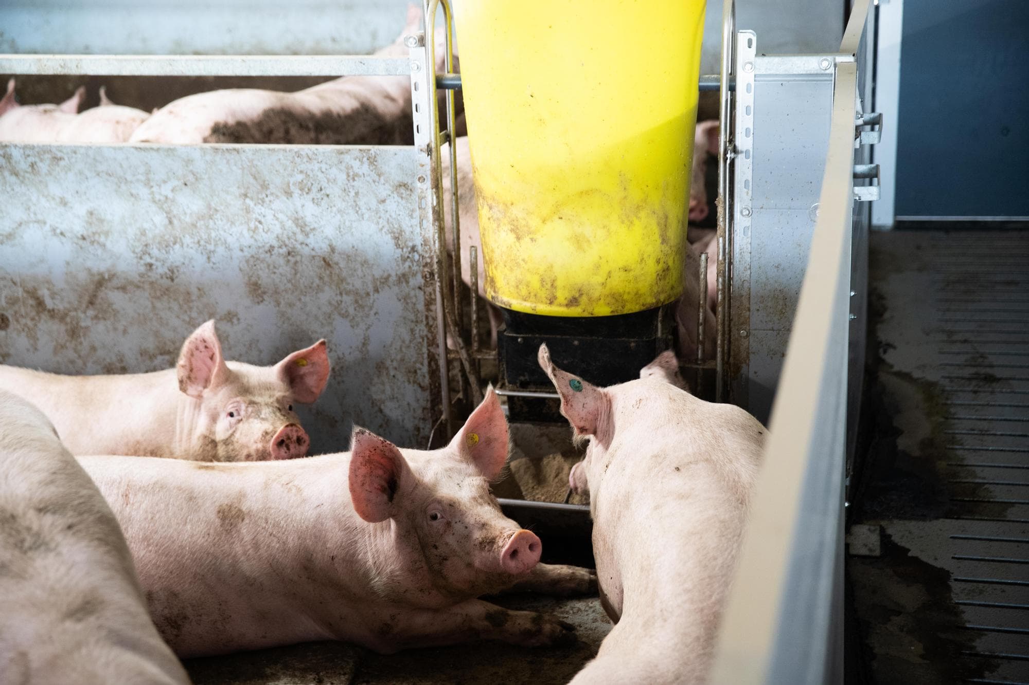 Meer gebruik van circulaire grondstoffen in het varkensvoer verlaagt de CO2-voetafdruk van varkensvlees. Foto: Ronald Hissink