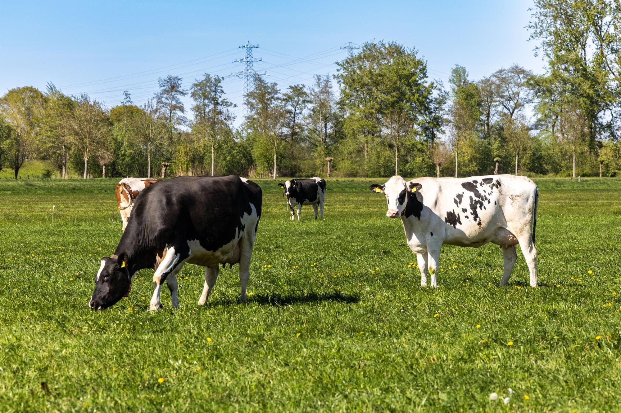 Weidende bedrijven hebben een hogere melkopbrengst en lagere kosten dan niet-weidende bedrijven. Foto Ronald Hissink