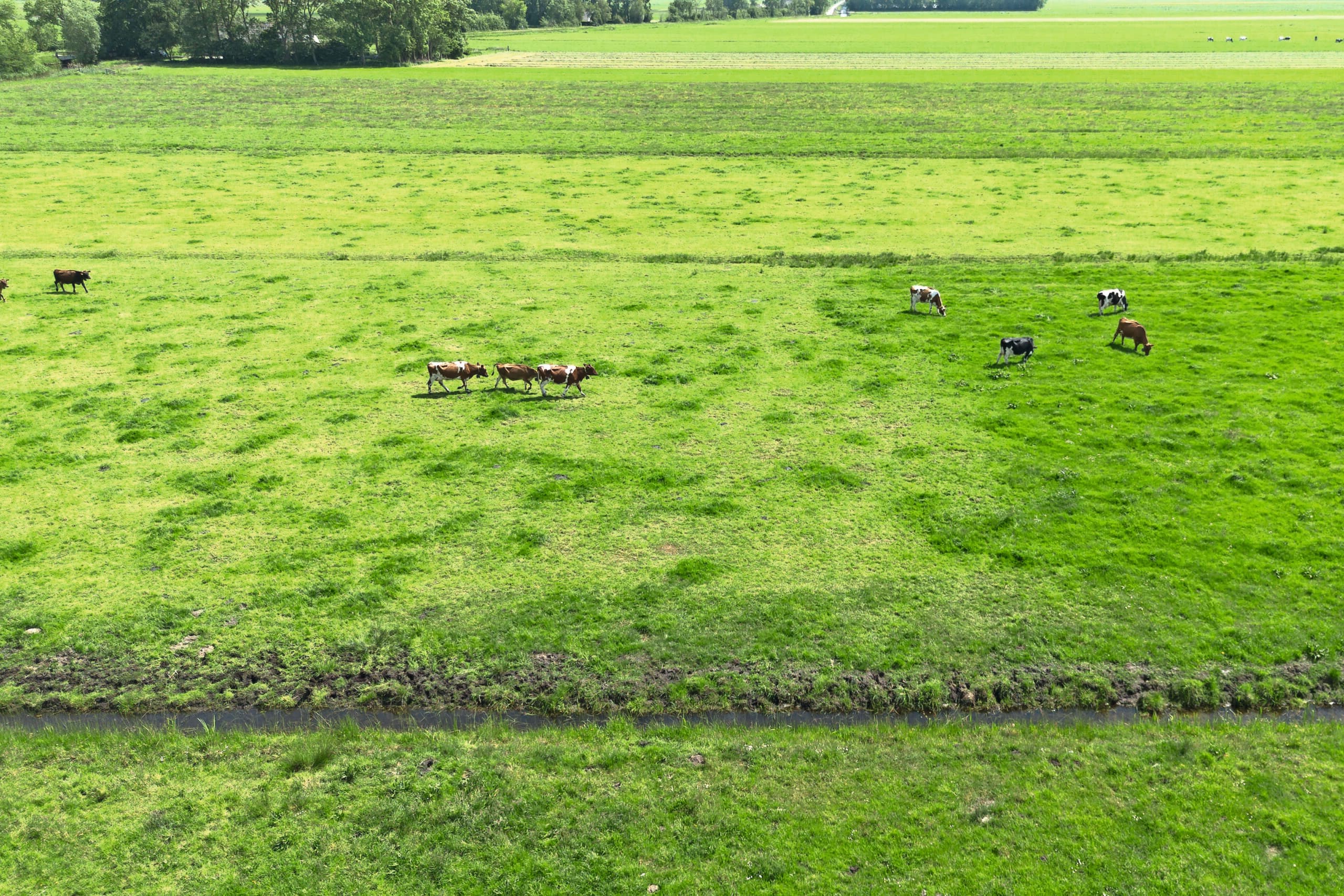 grondgebondenheidsnorm melkveehouderij