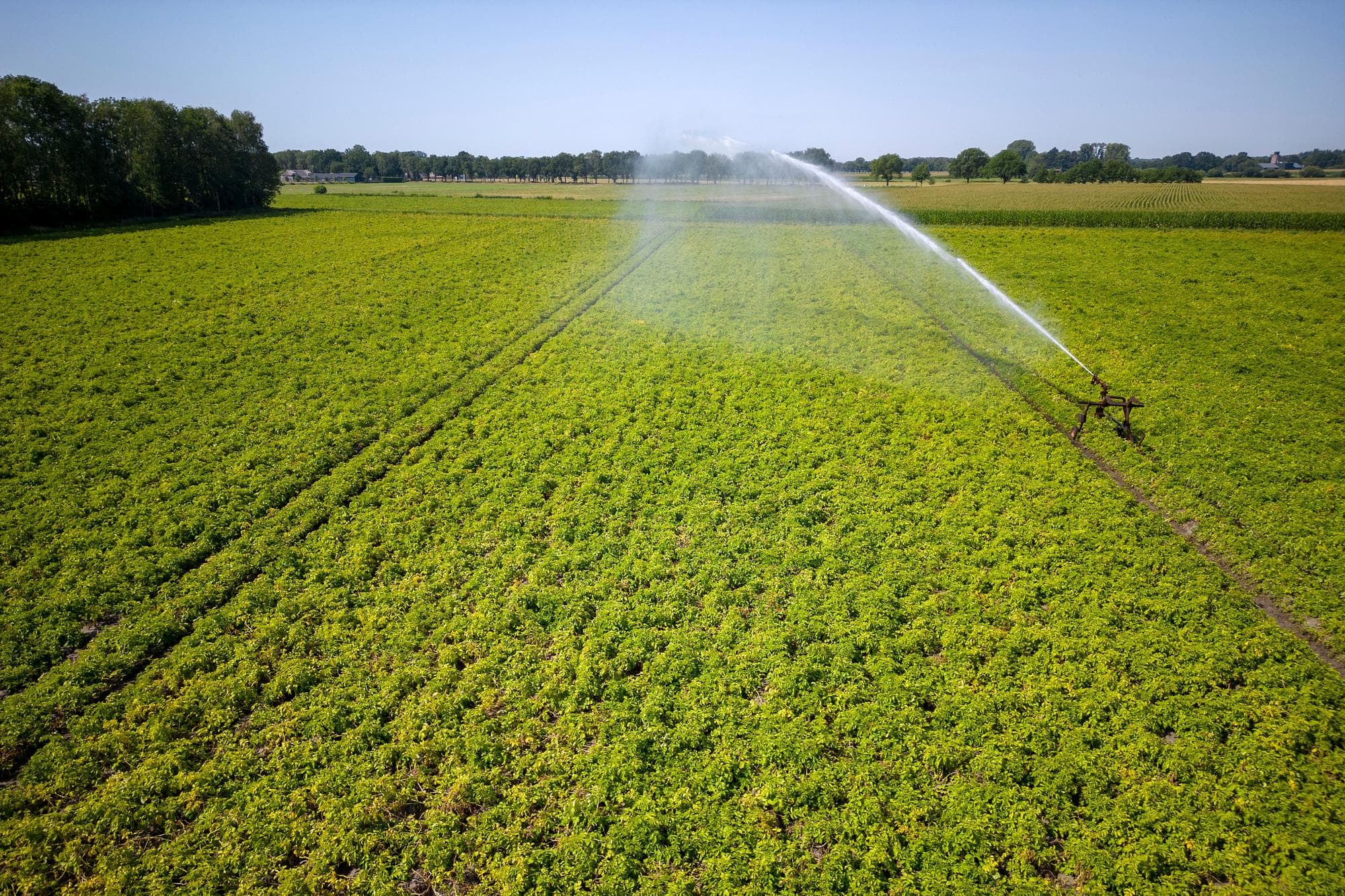Beregenen van aardappelland tijdens de aanhoudende droogte en hitte. Foto: Bert Jansen