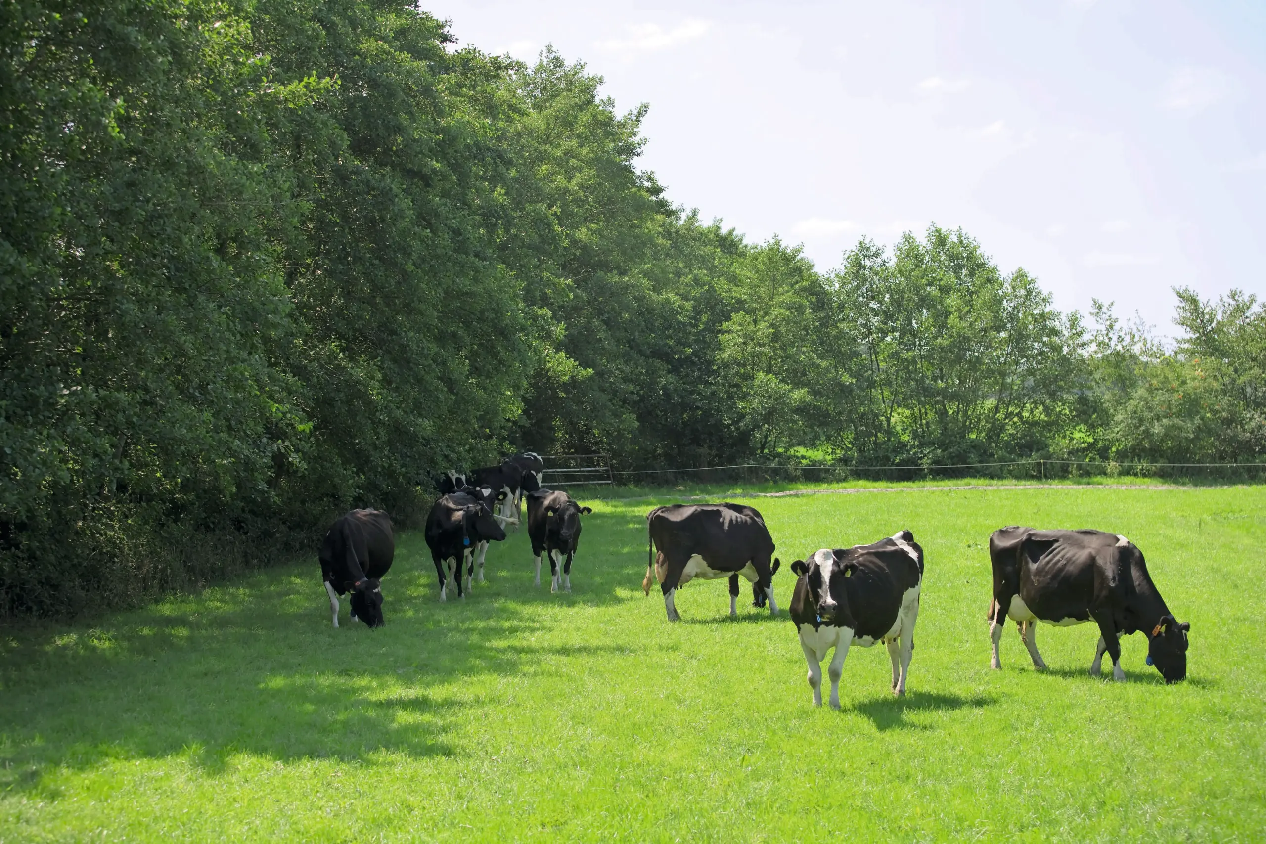 emissiereductie melkveehouderij
