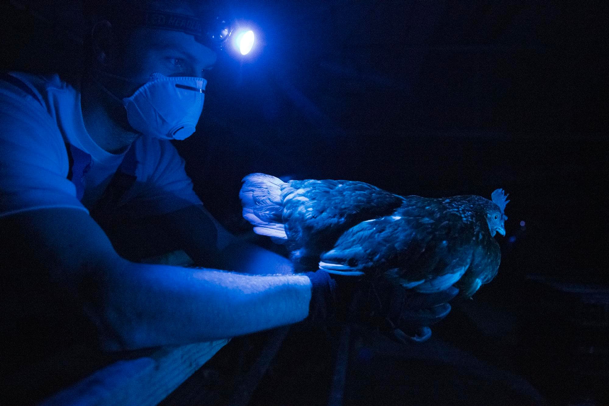 Het vangen van kippen volgens de zogenaamde Zweedse methode, waarbij een kip met twee handen rechtop wordt gevangen, Volgens Wakker Dier is deze methode een goed alternatief voor het vangen aan de poten. Foto: Mark Pasveer